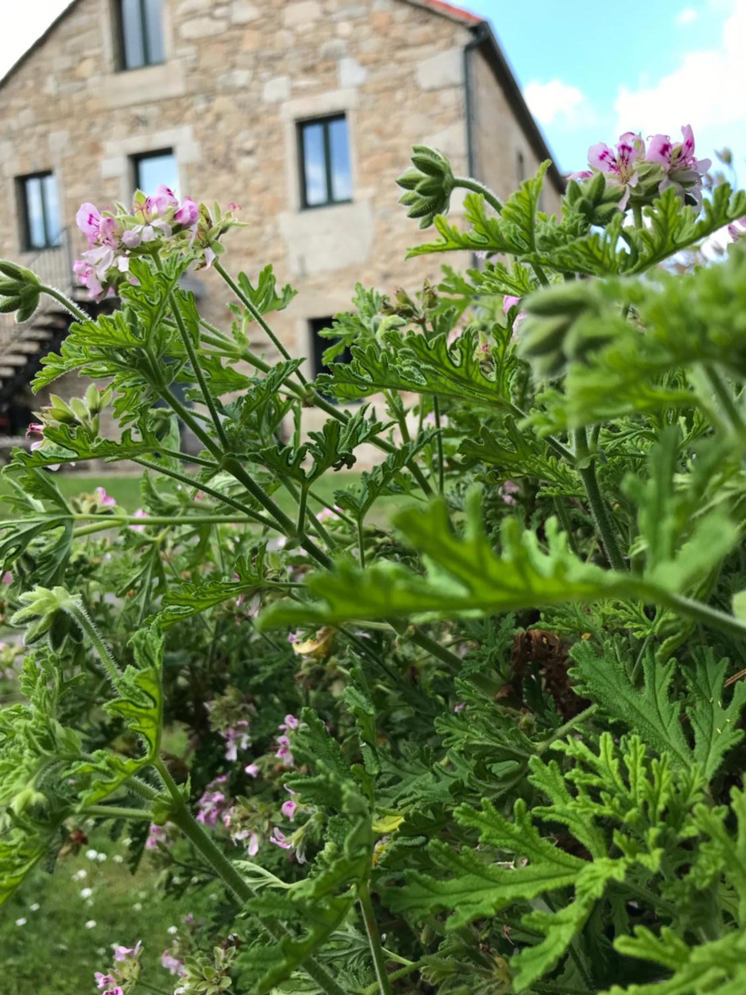 Casa A Canteira Vimianzo