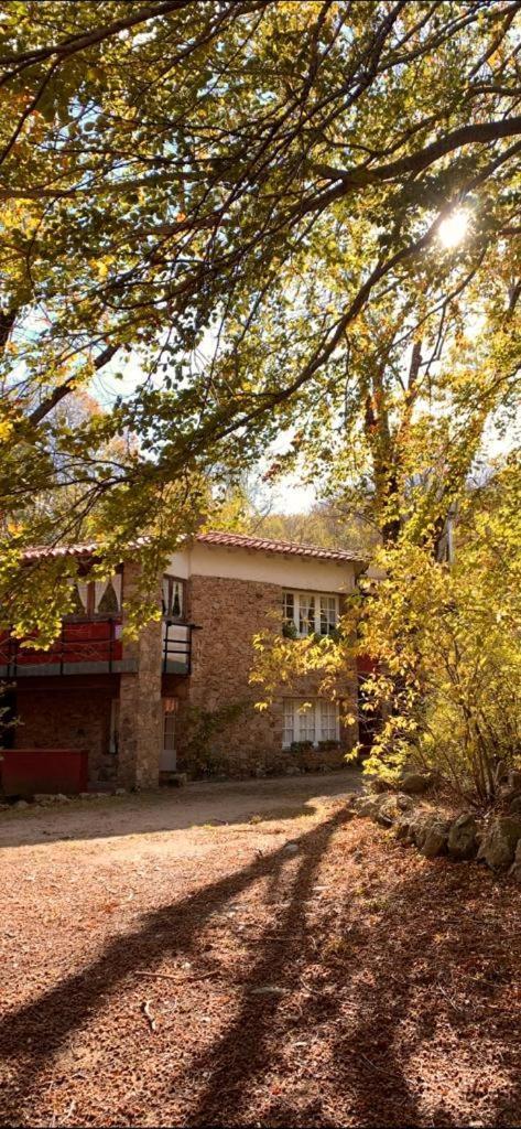 L'avet Blau * Santa Fe de Montseny