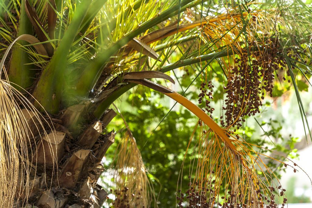 Jardines De Casablanca *