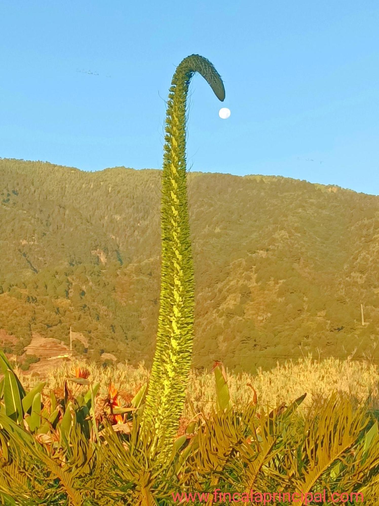 Agroturismo La Principal Breña Alta