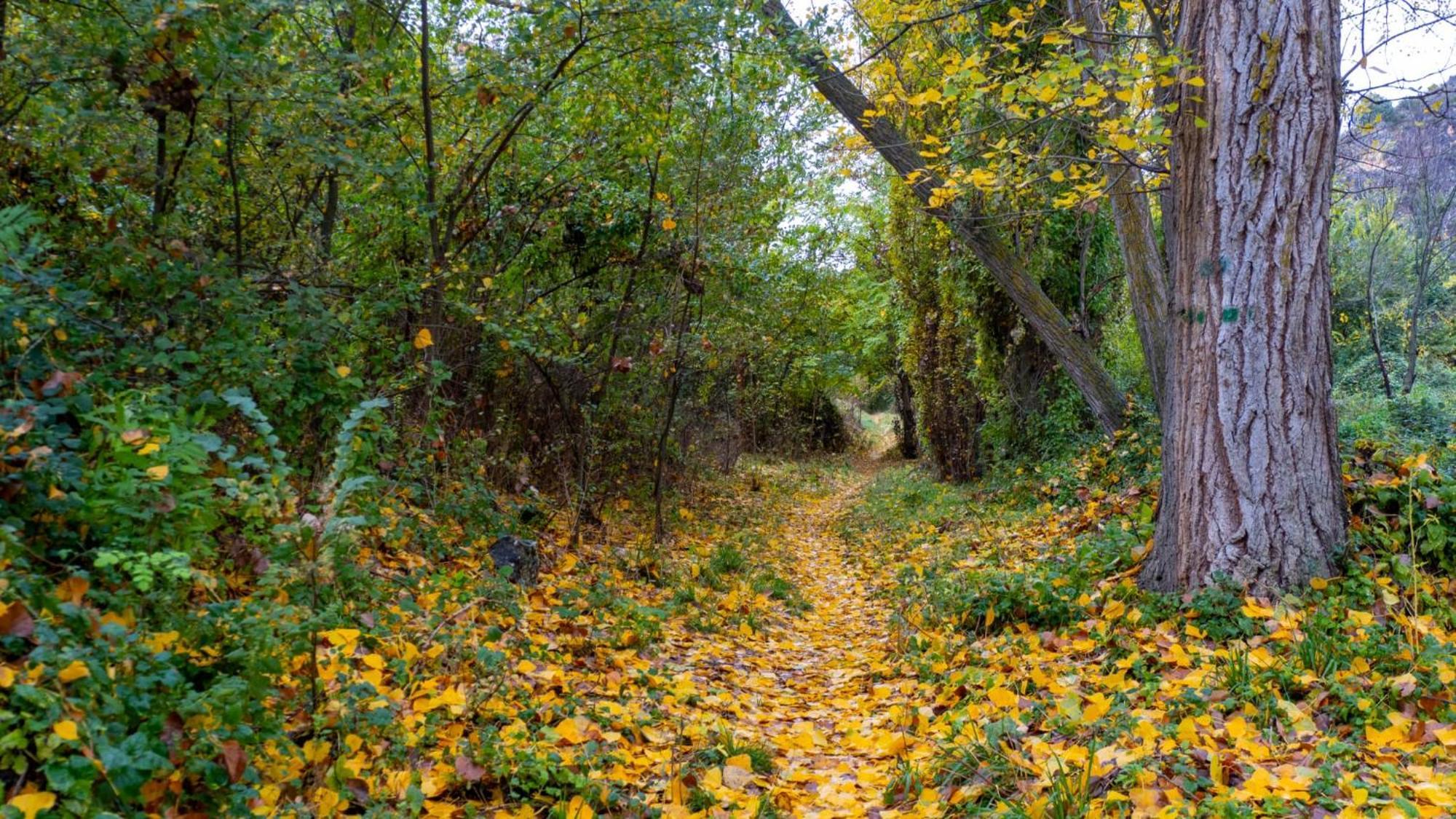 El Botanico Duron