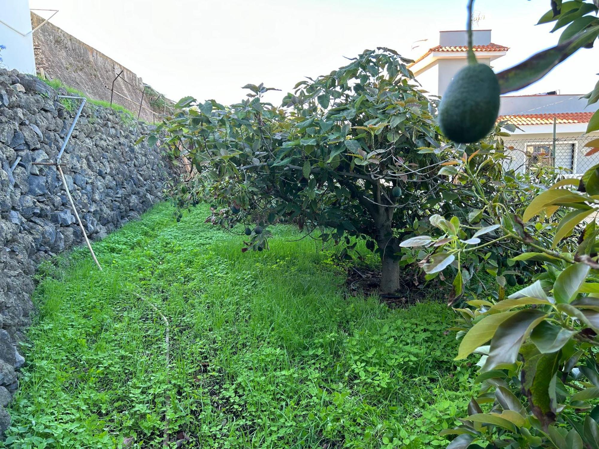 Apartamento Casa La Oliva Garachico (Tenerife)