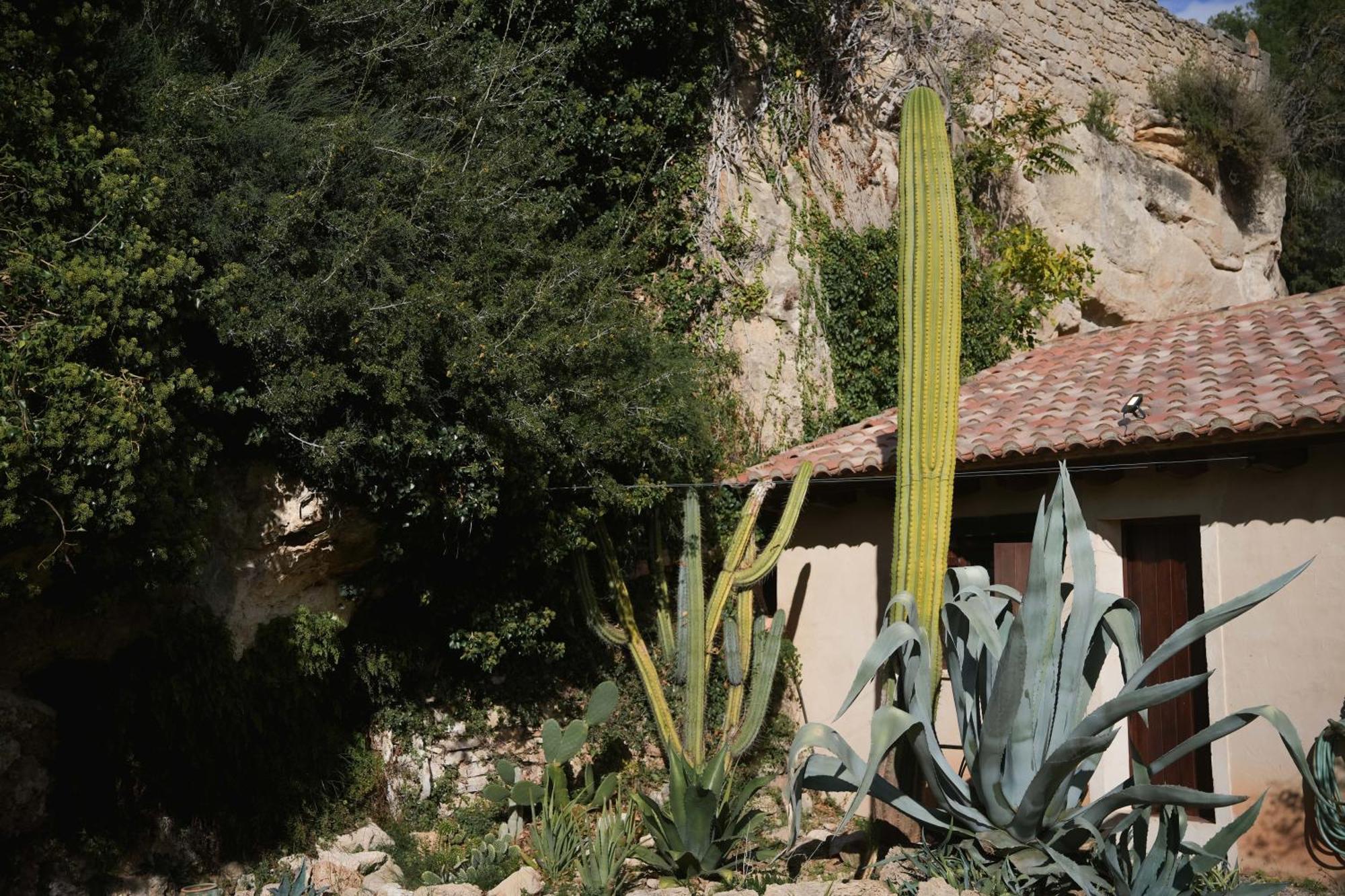 Hort De Fortunyo Arnes