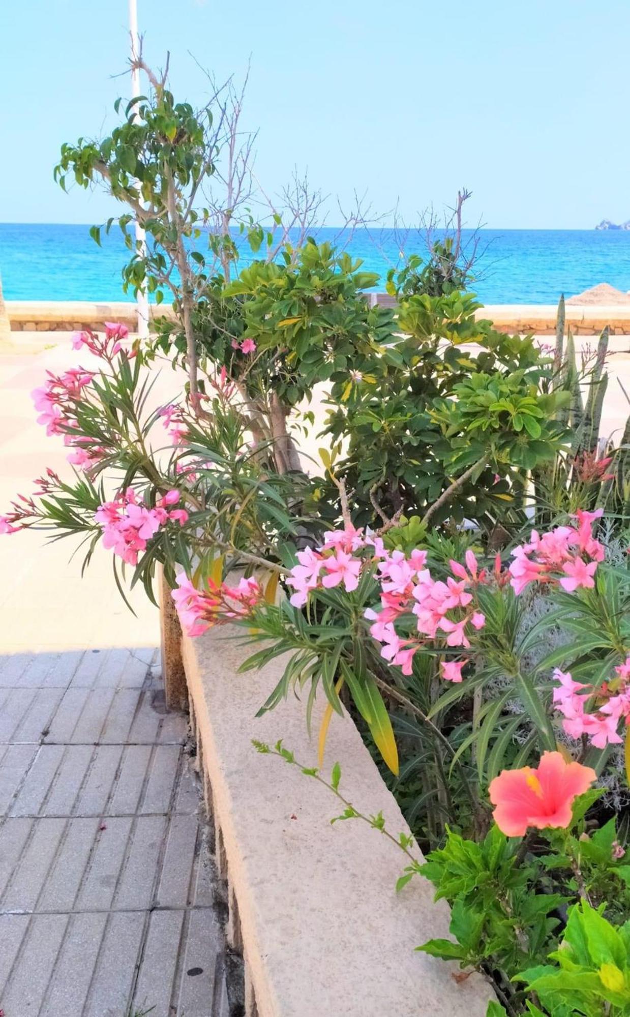 Apartamento Arenal Jávea