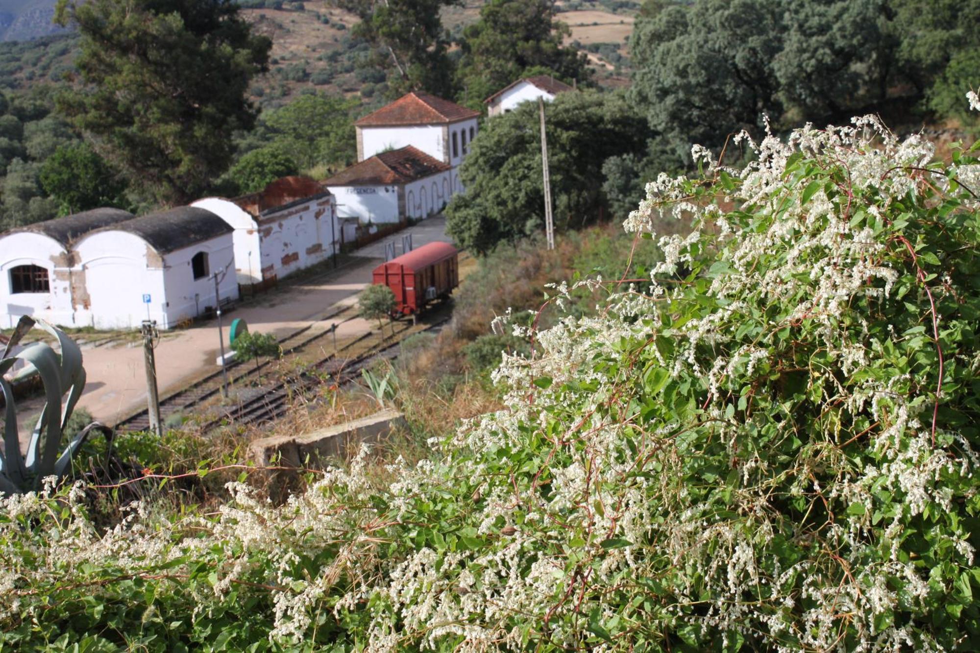 Camino De Hierro I Y Ii