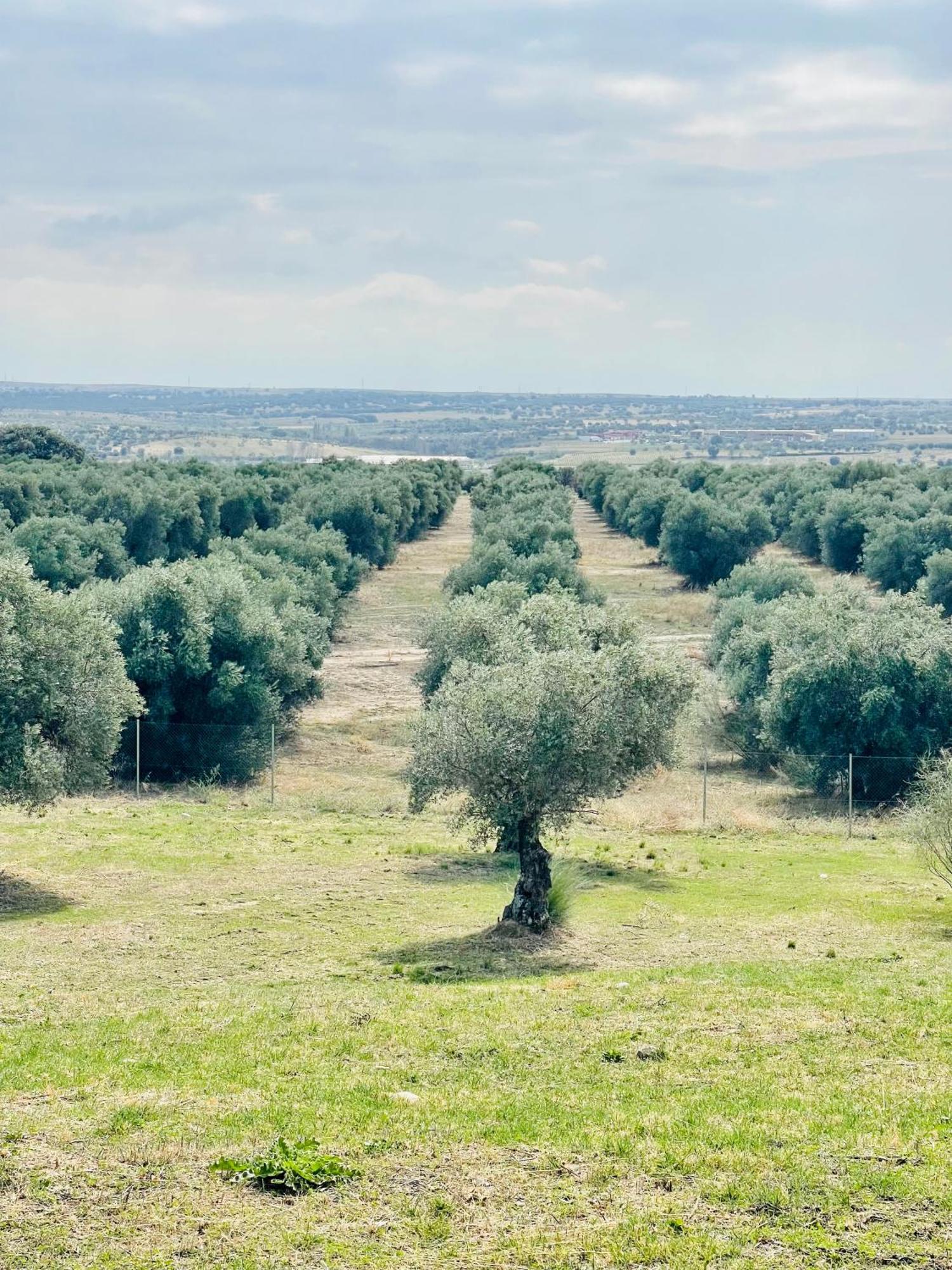El Bosque De Ribera Holiday park Escalona (Toledo)