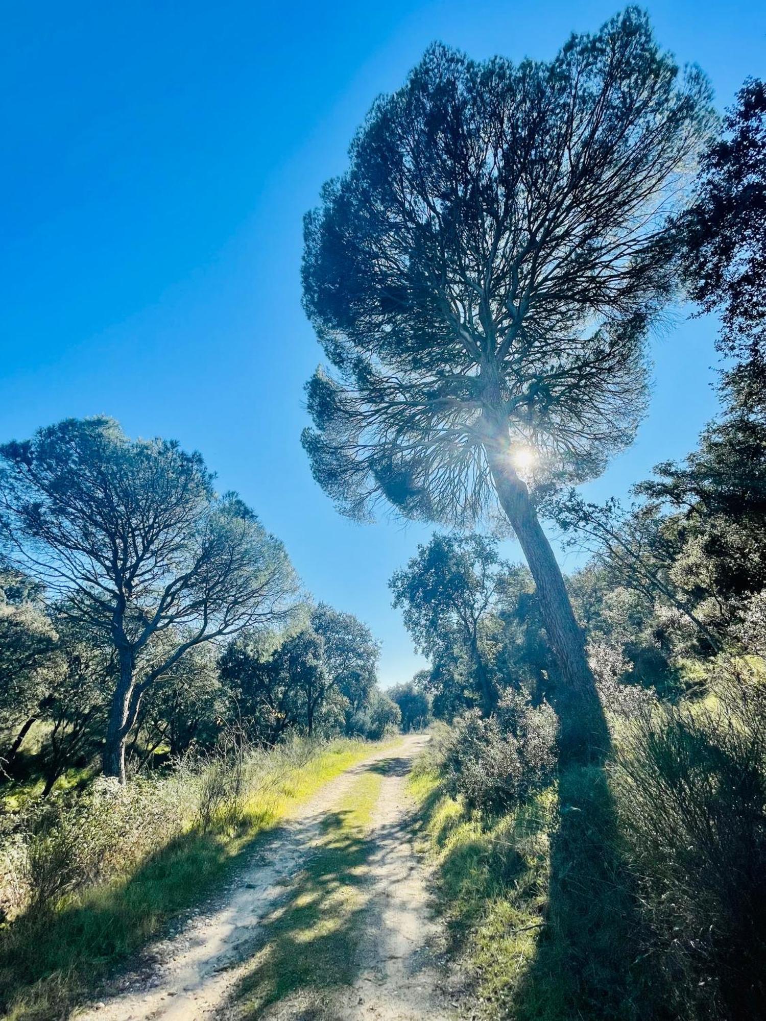 El Bosque De Ribera Escalona (Toledo)