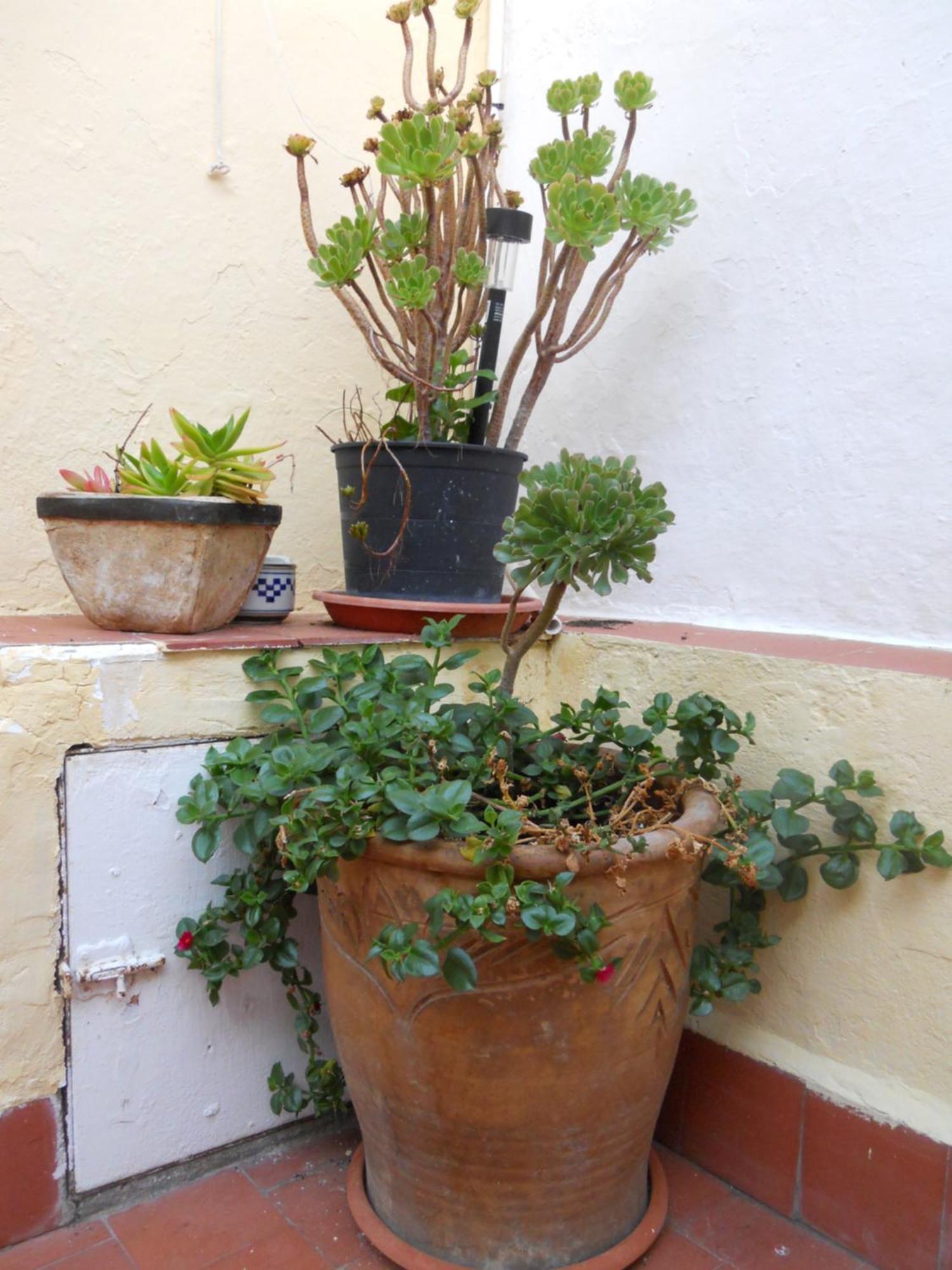 Naturalia: La Casita Con Patio