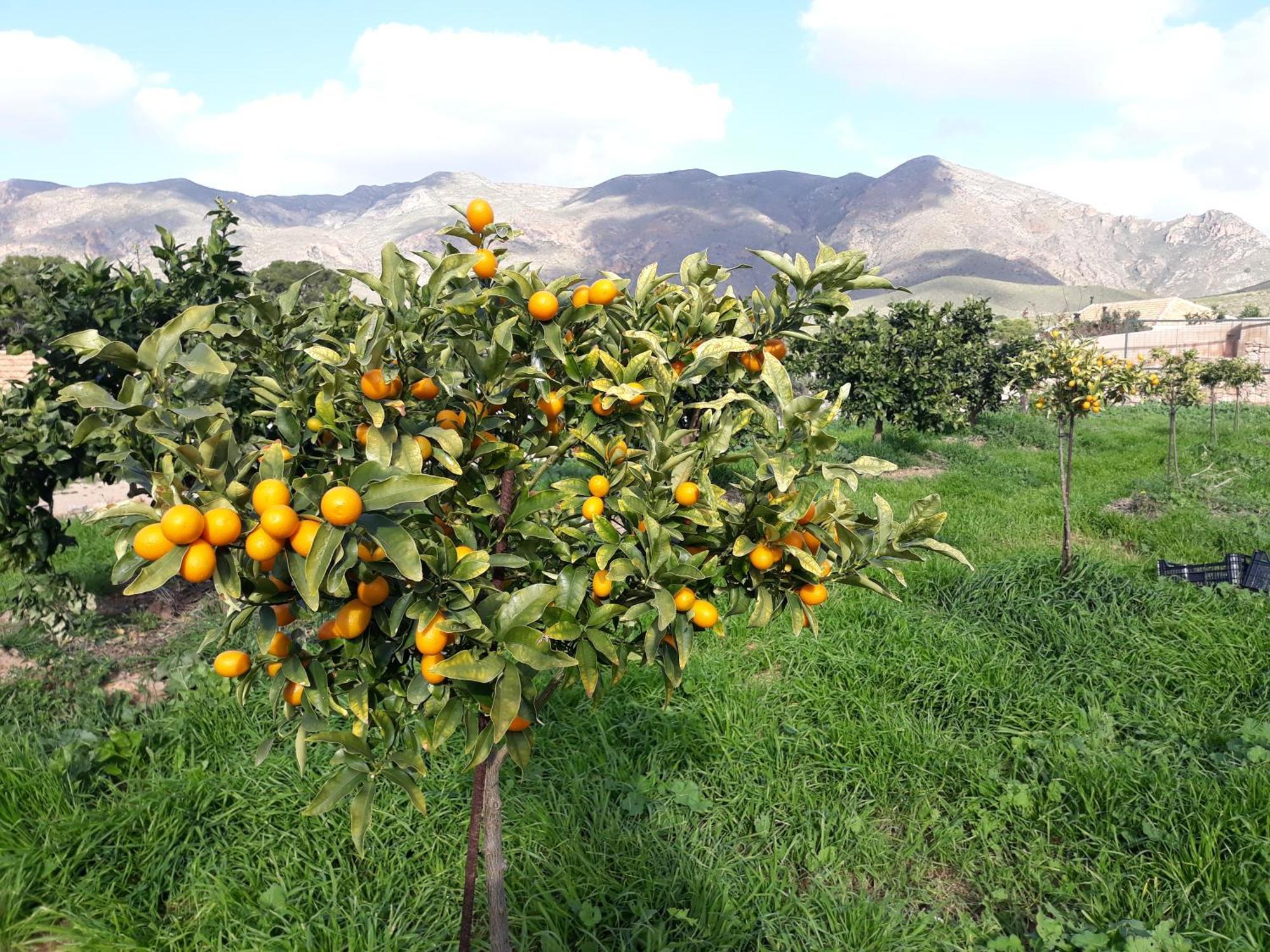 Ecoturismo Cabo Tinoso Country house Murcia