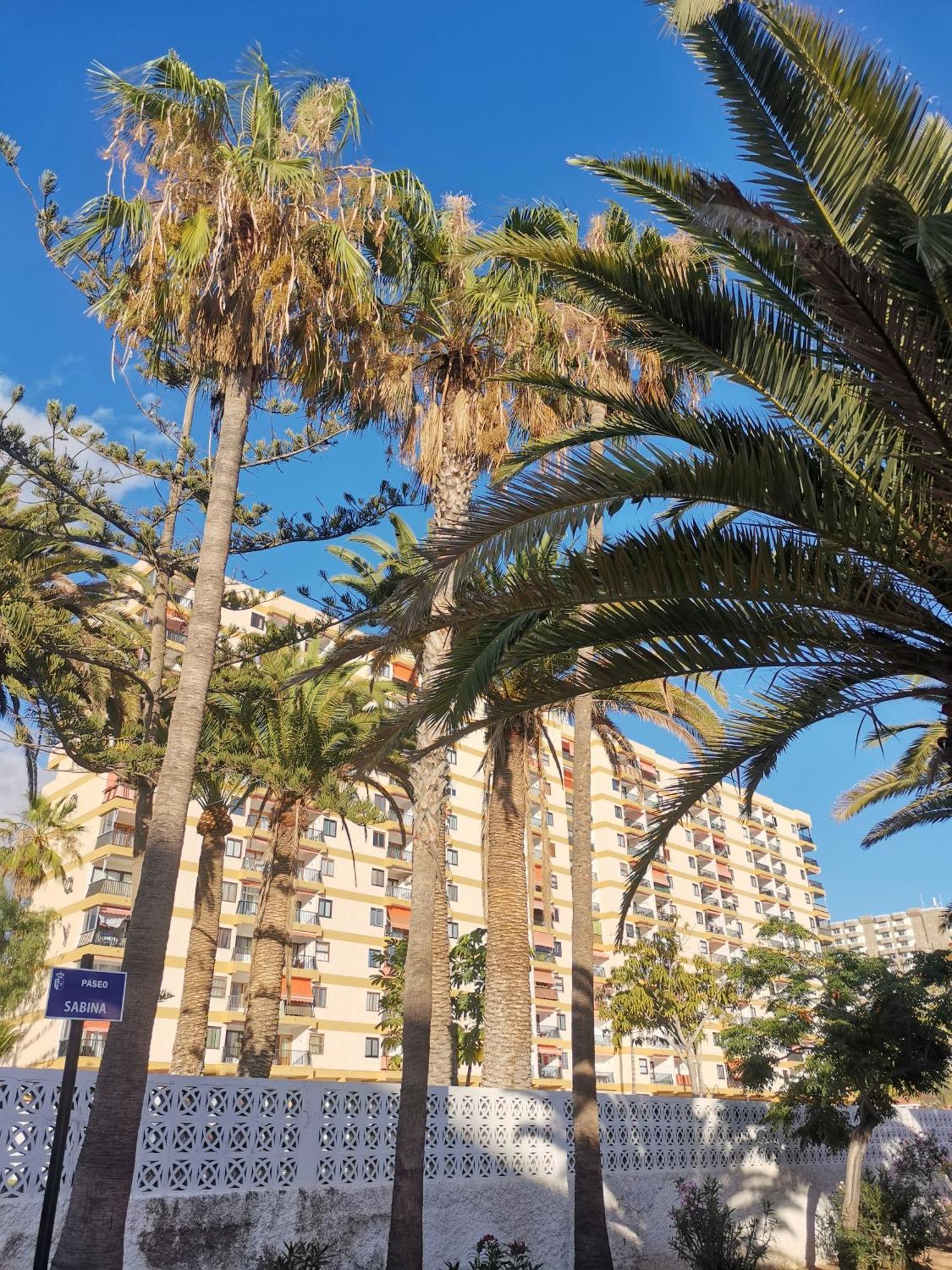 Apartment Cristianos Achacay Standing Vue Panoramique Los Cristianos (Tenerife)