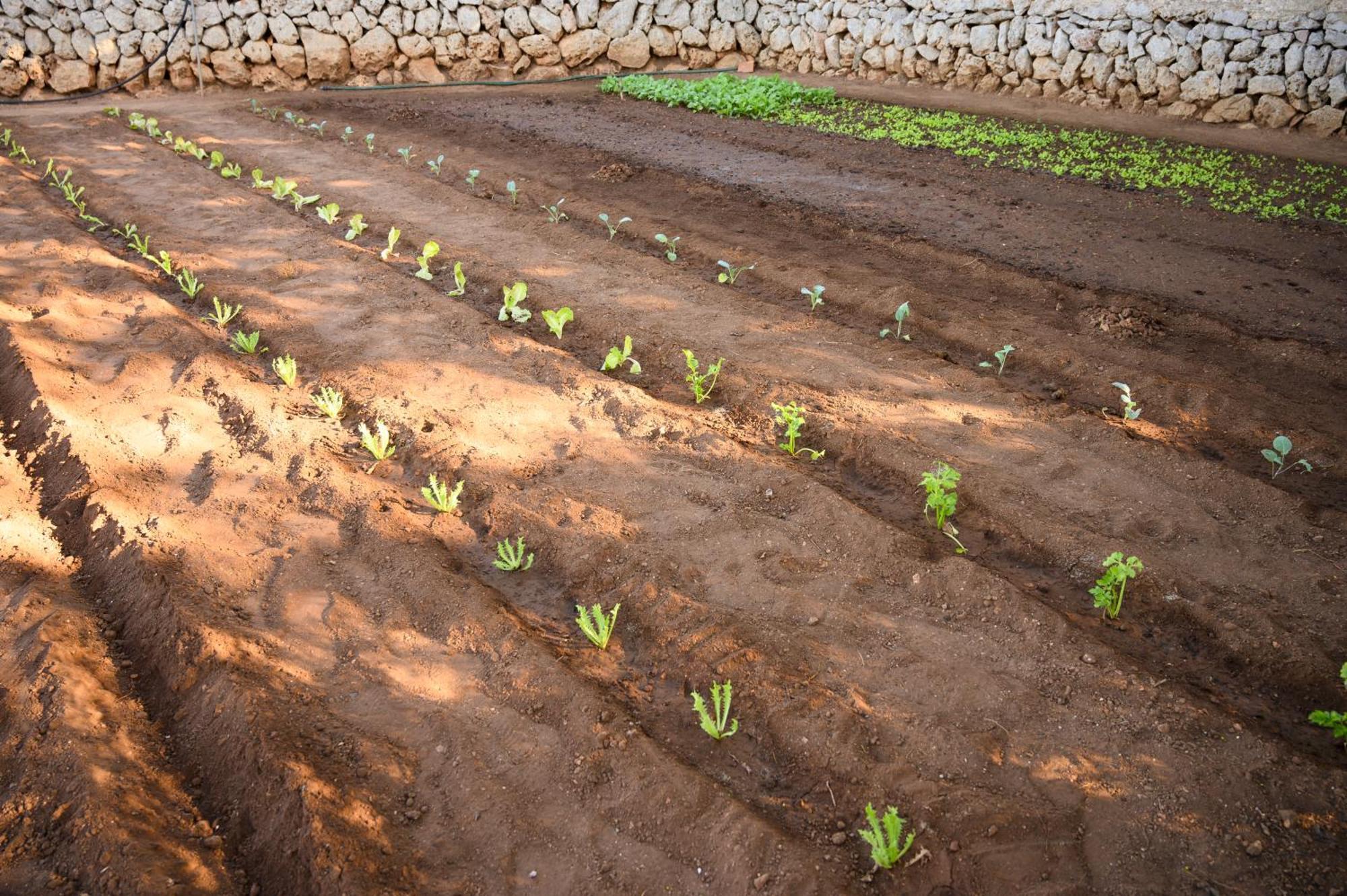 Llucmacanes Gran Farm stay