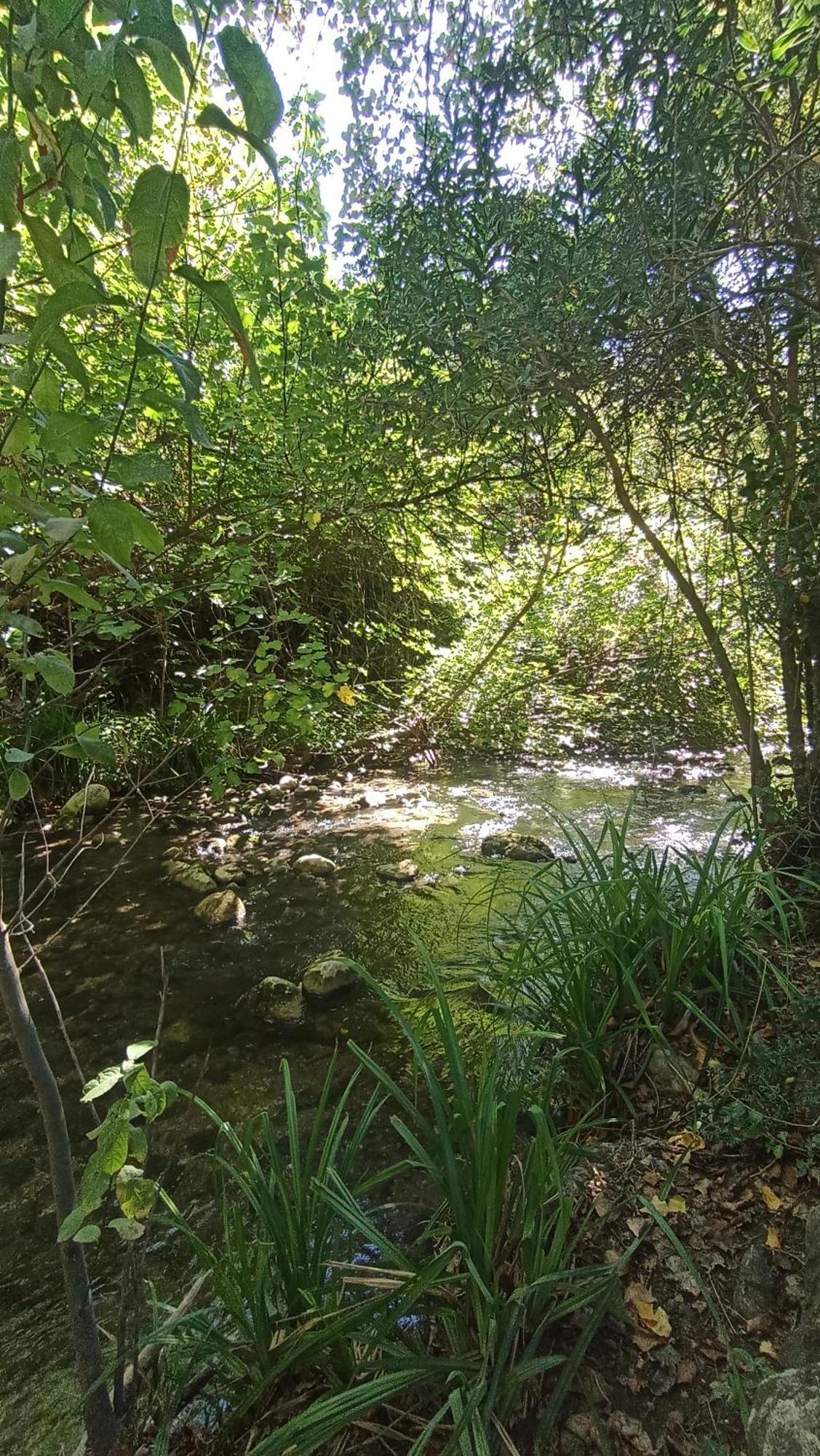Azahares Turistico El Bosque
