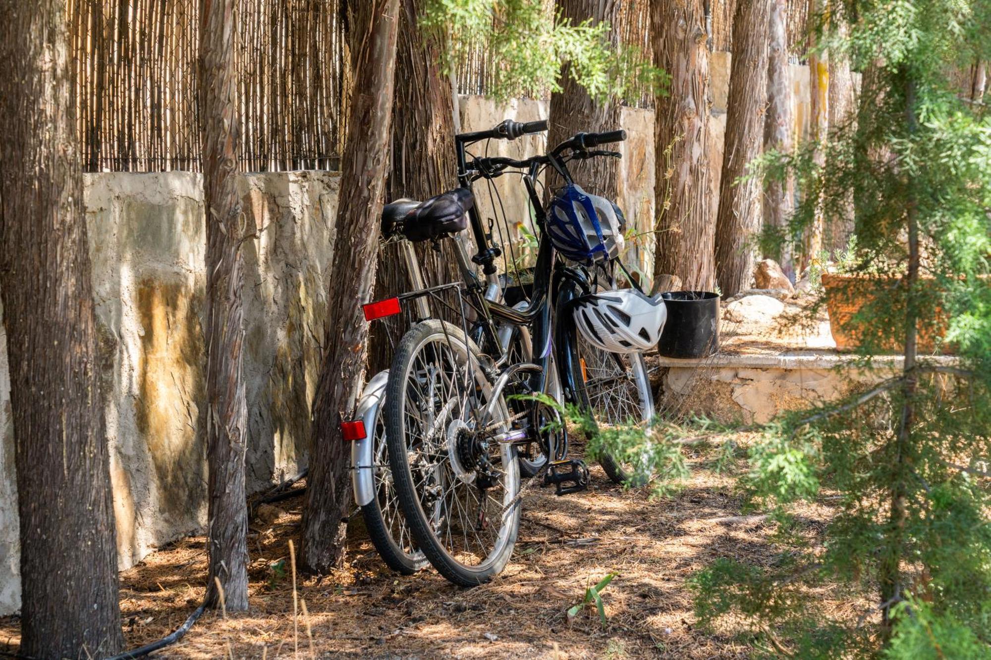 Olivos De Robledo De Chavela * La Estacion