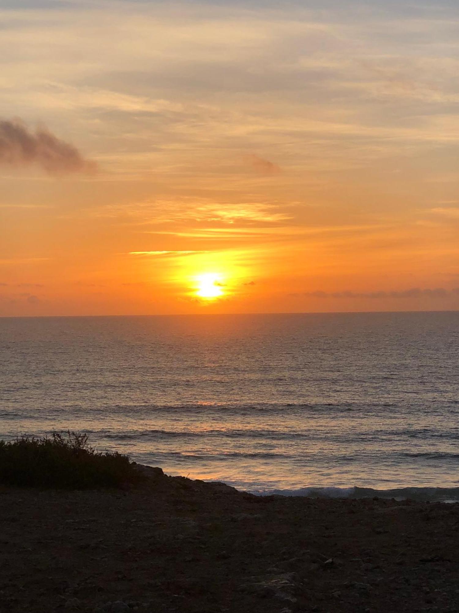 Aulaga Villaverde (Fuerteventura)