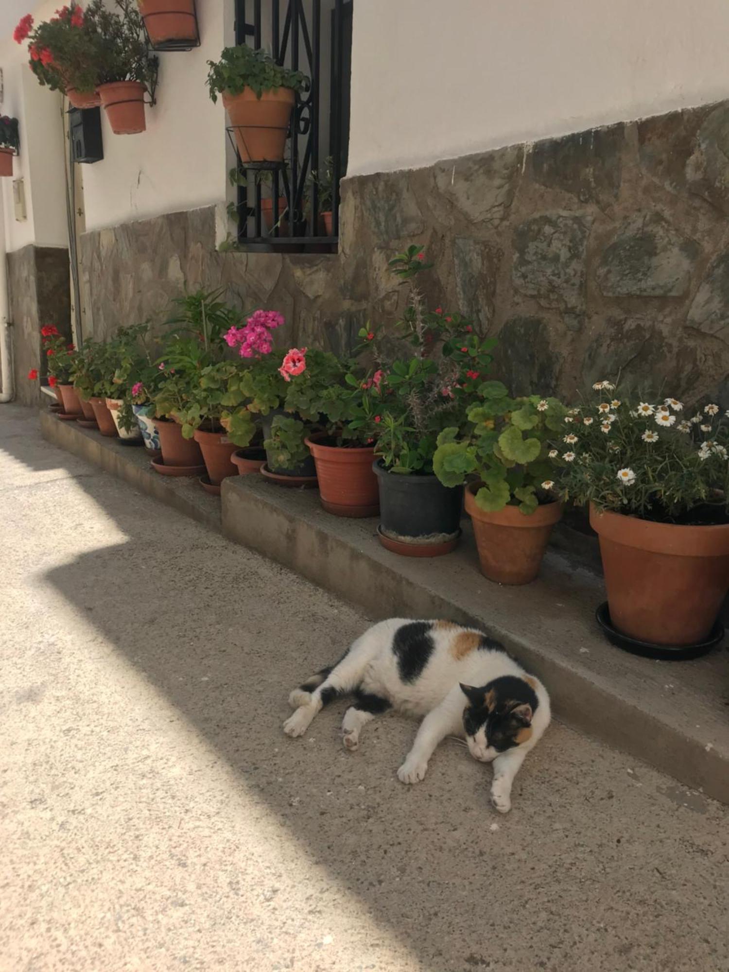 Casa Amigos Sorvilan- La Palmera Sorvilan