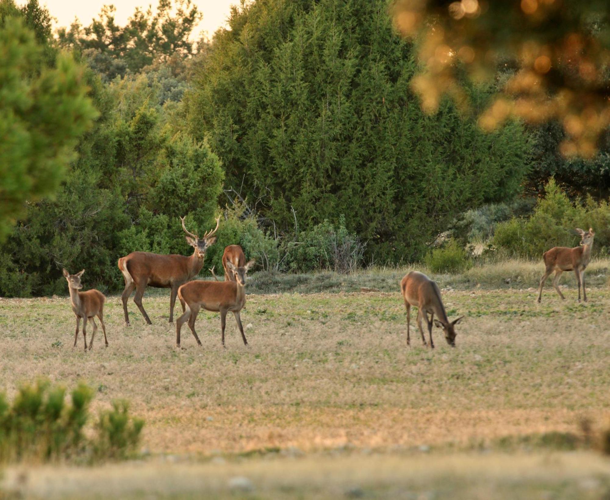 Casaguapa Alto Tajo Chalet Armallones