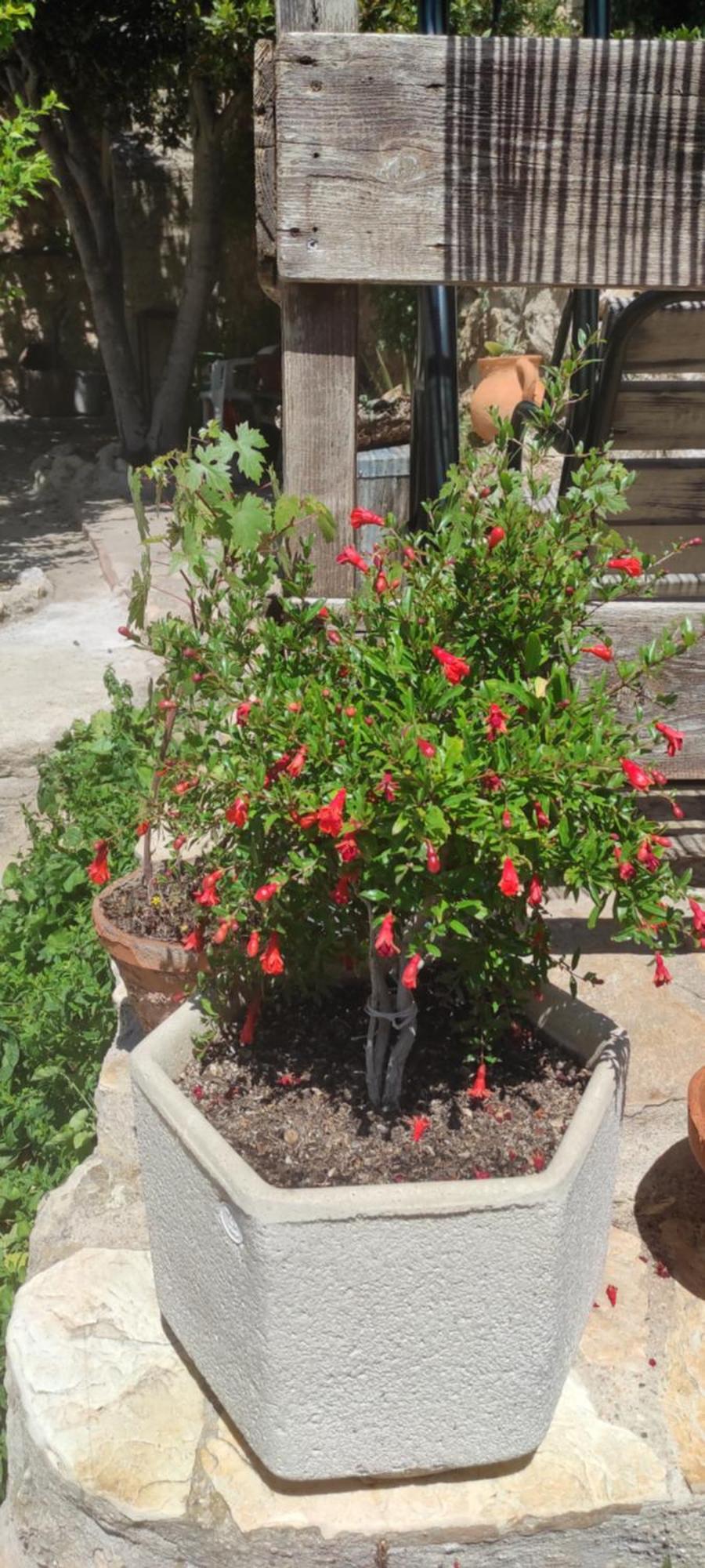 El Botanico Country house Duron