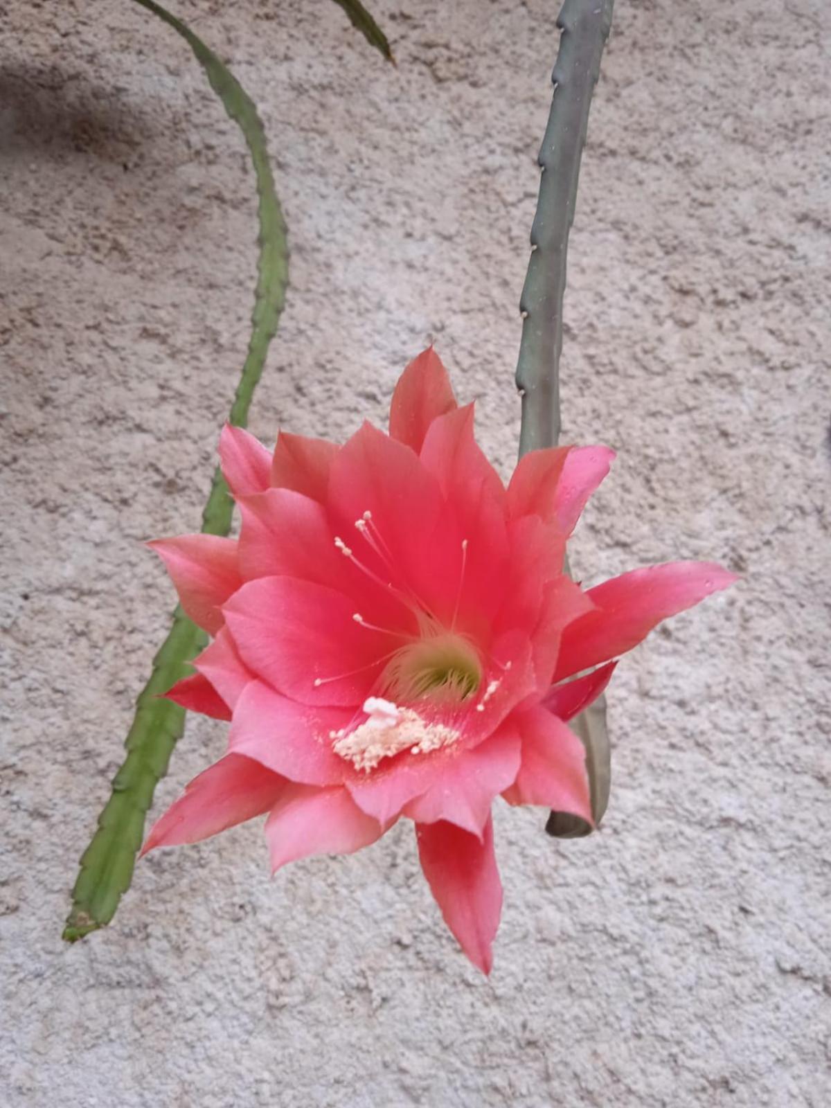 El Botanico * Duron