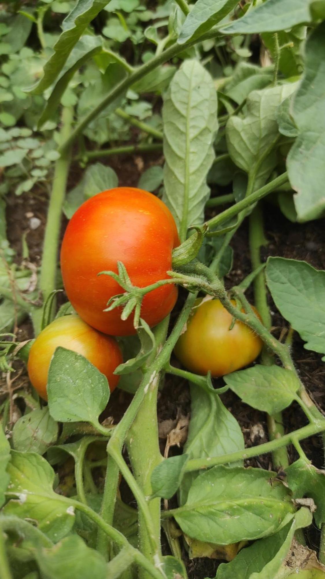 El Botánico Duron