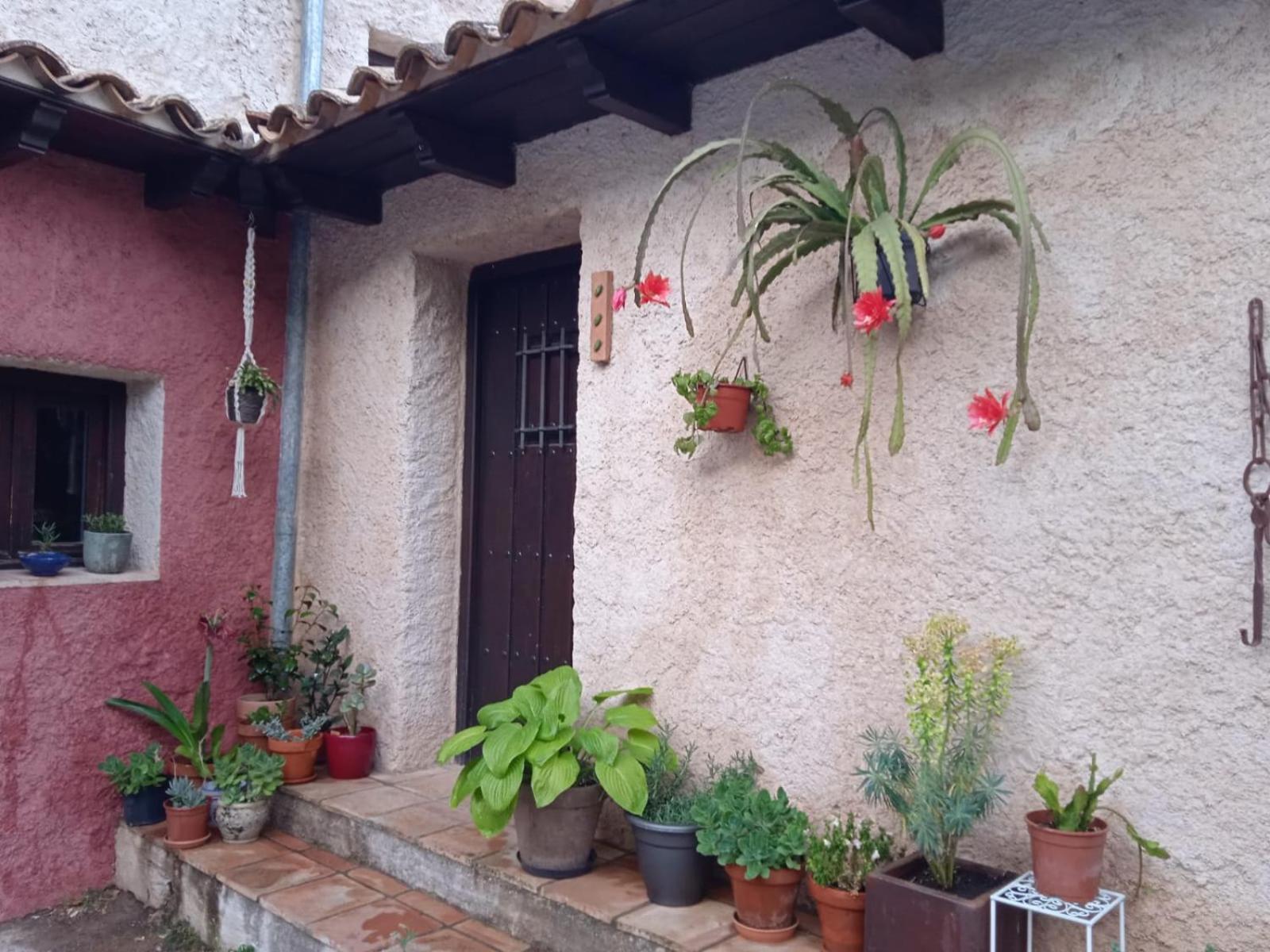 El Botánico