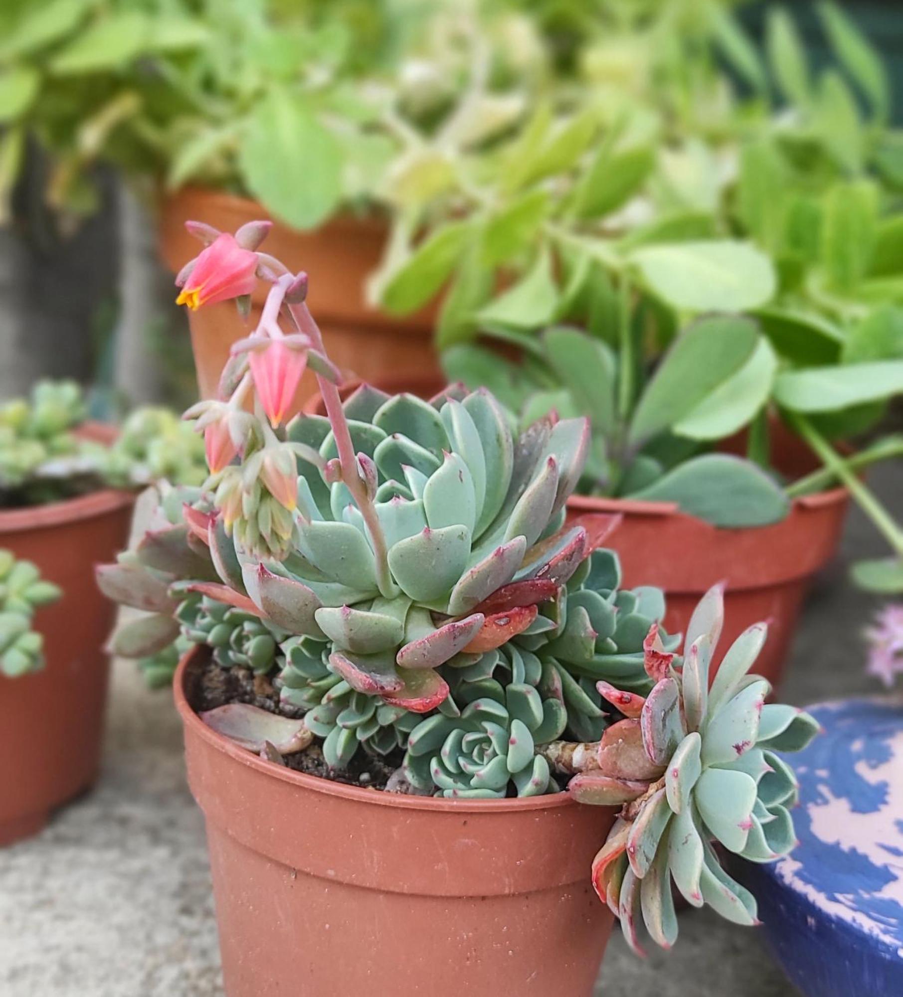 El Botánico * Duron