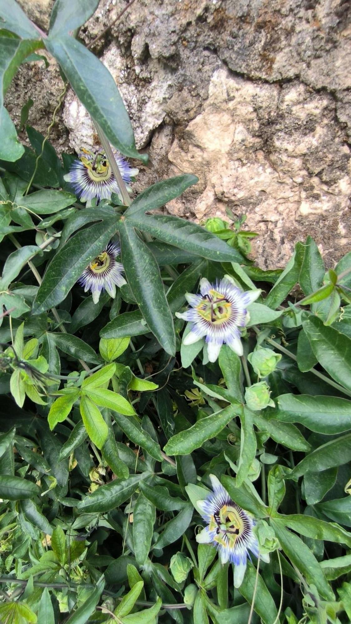 El Botánico Casa rural *
