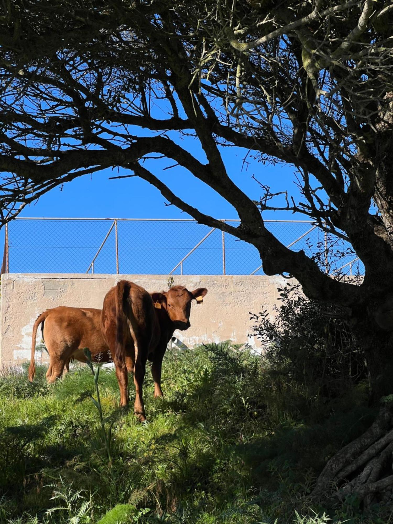 Mongofre Agroturismo