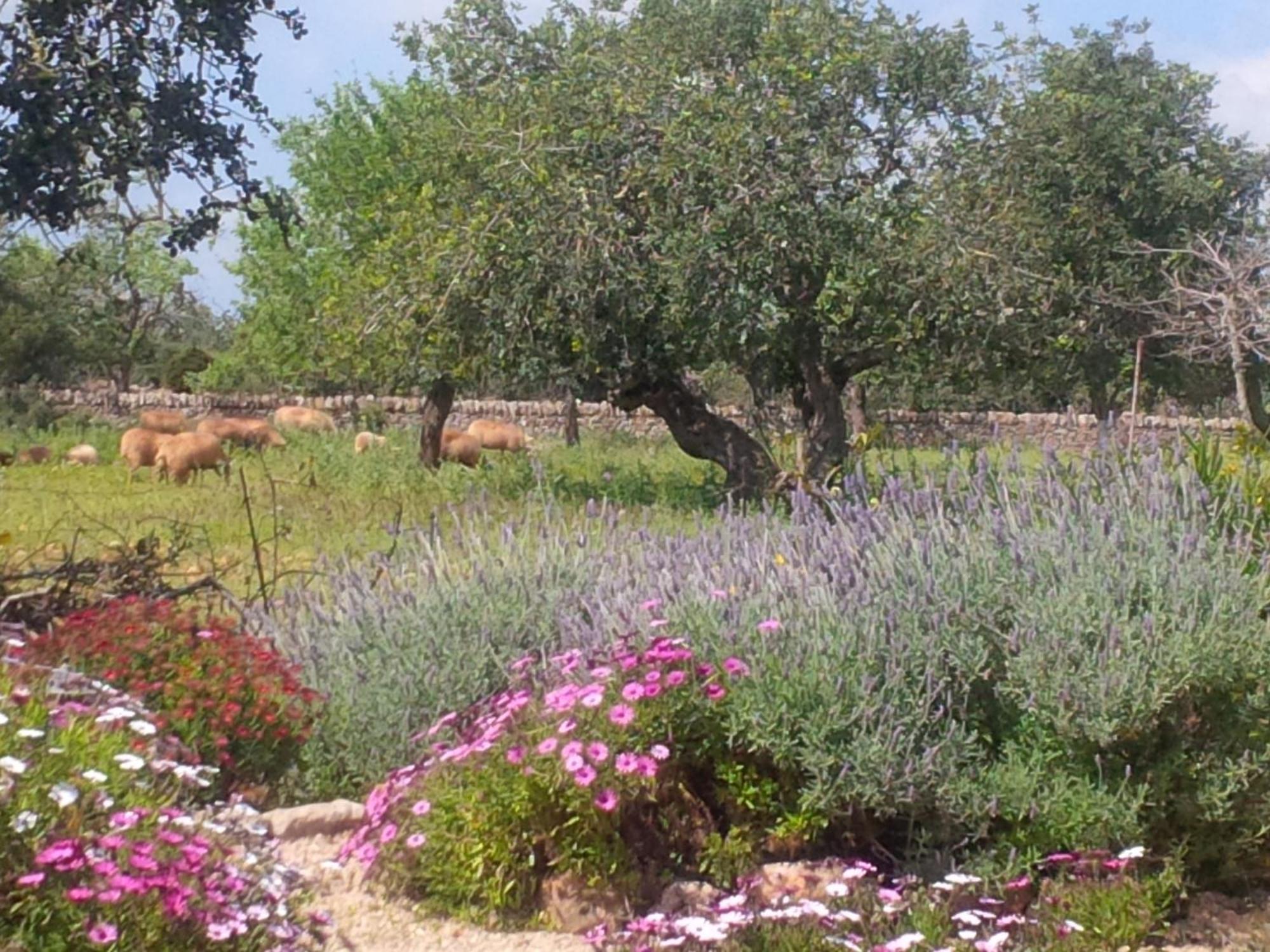 Son Marimon (adults Only) Santanyi