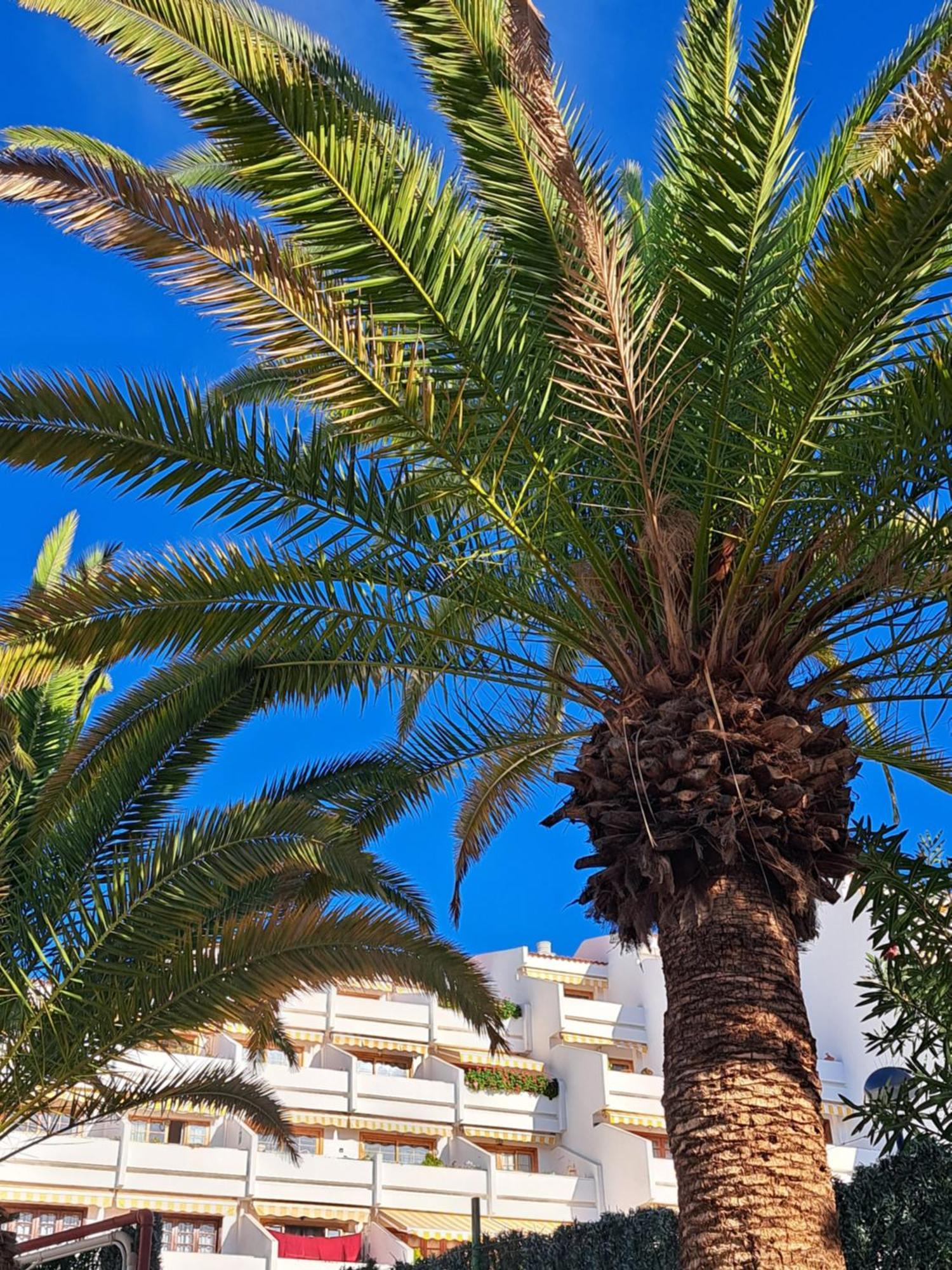 Garden Seaview Americas * Playa Feñabe