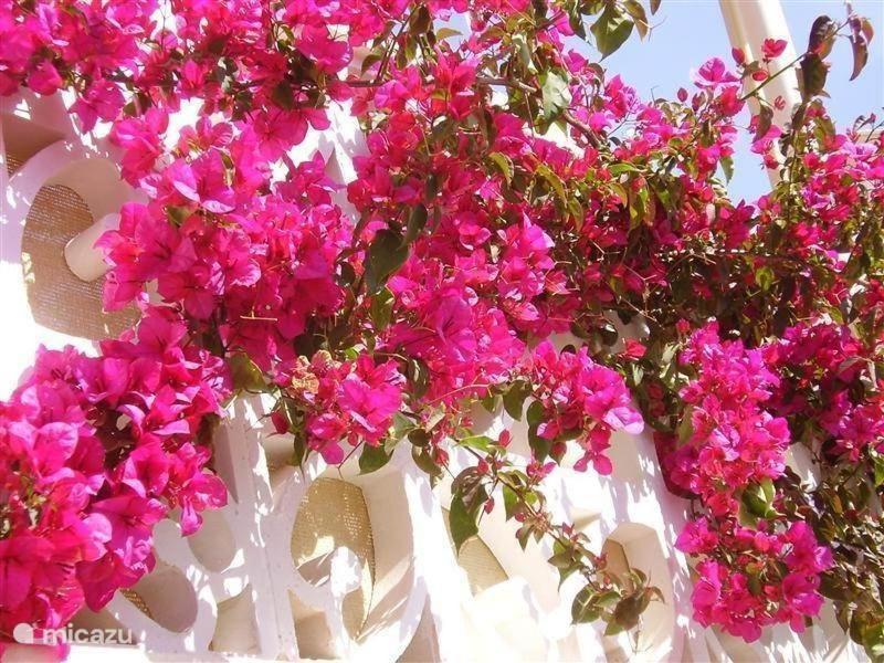 Bougainville Apartamento La Nucía