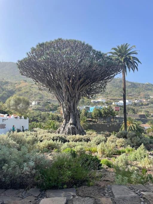 Mareverde, 2 * Costa Adeje (Tenerife)