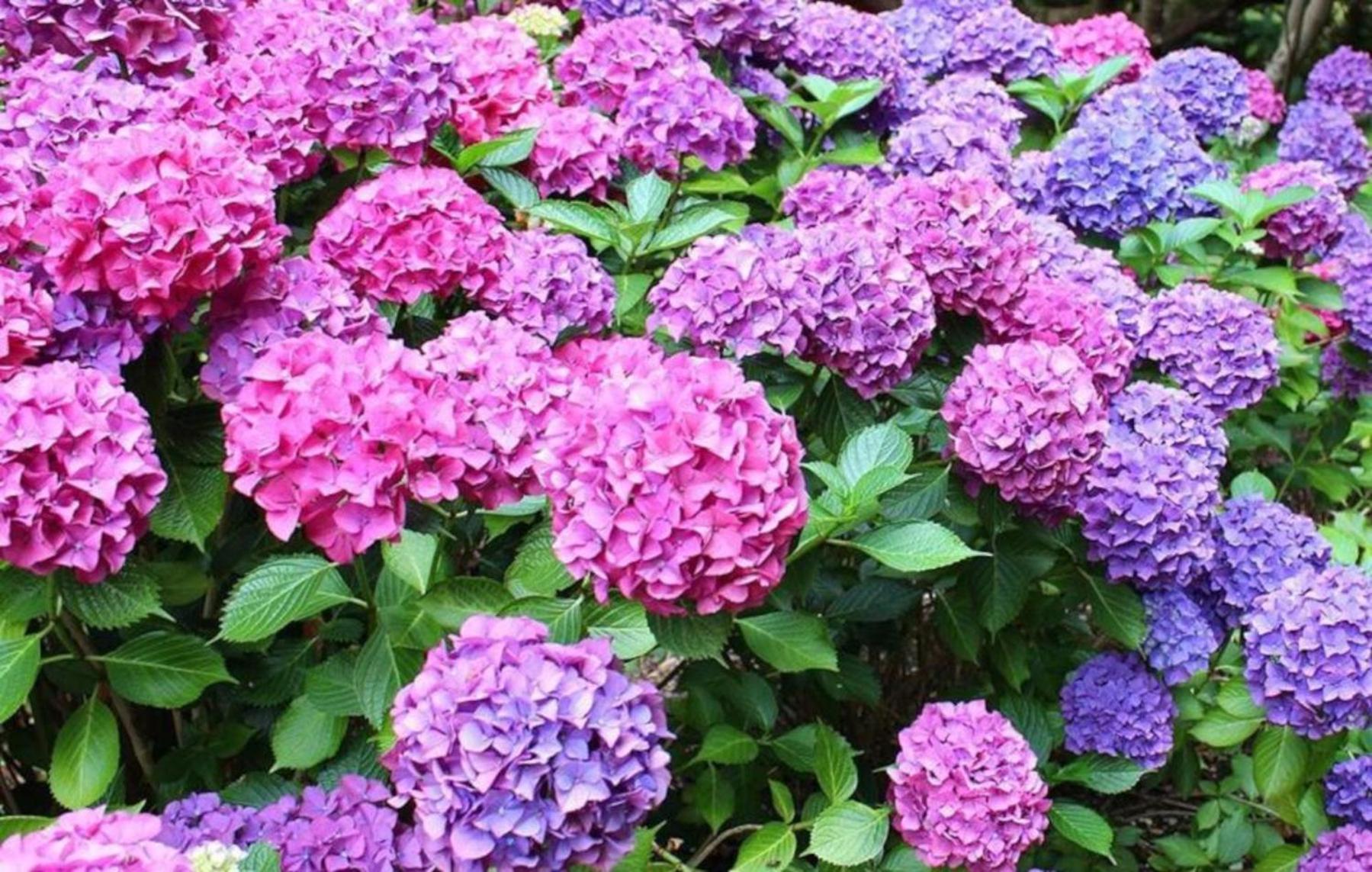 La Casita De Hortensias *