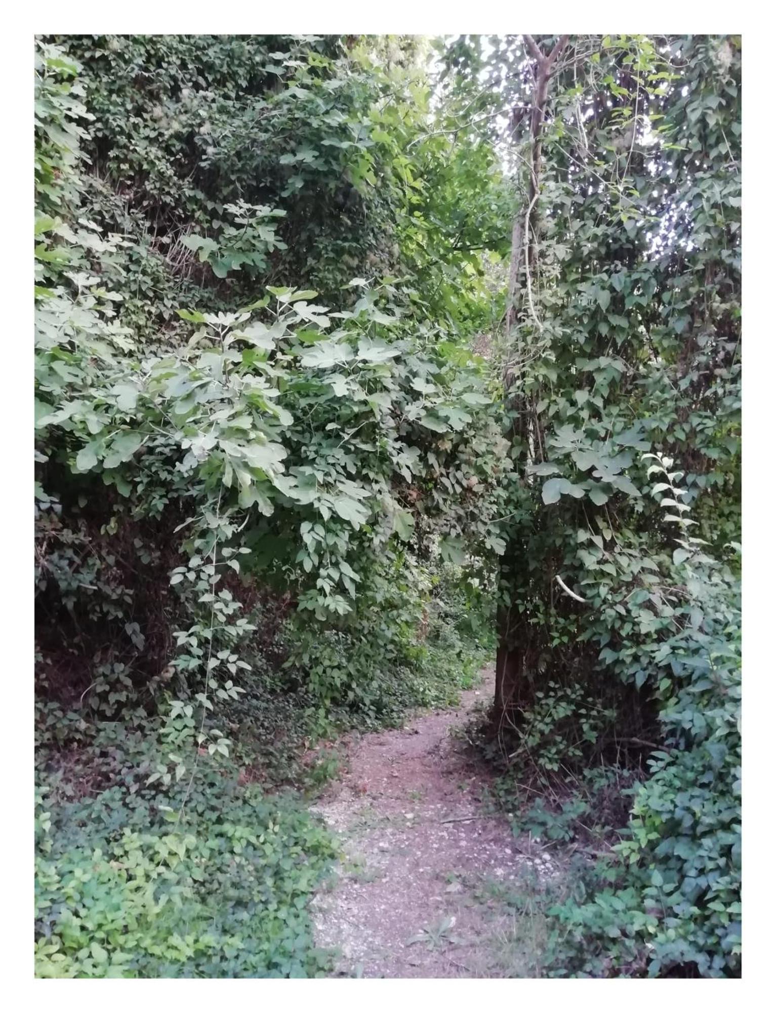 El Abejorro