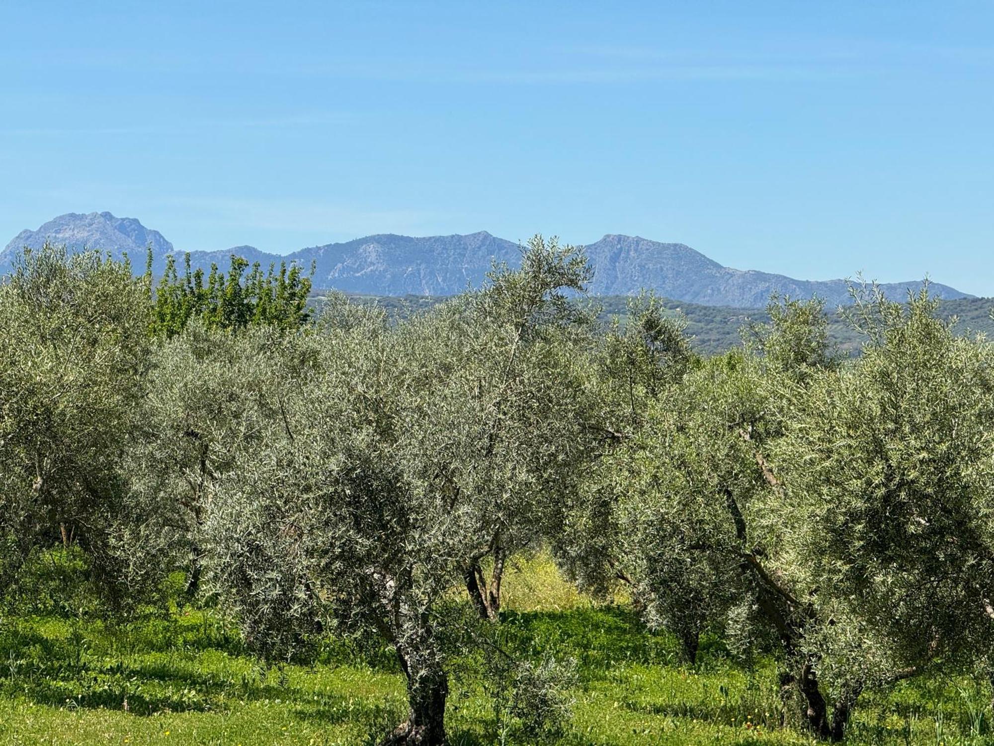 El Toro Blanco Luxury In Andalucia Villa *