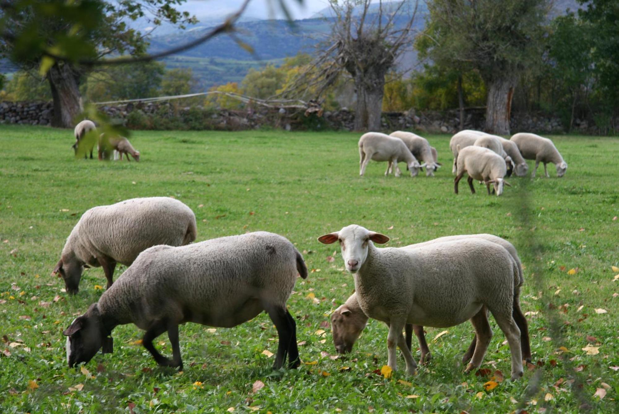 Esquirol (adults Only) Llivia