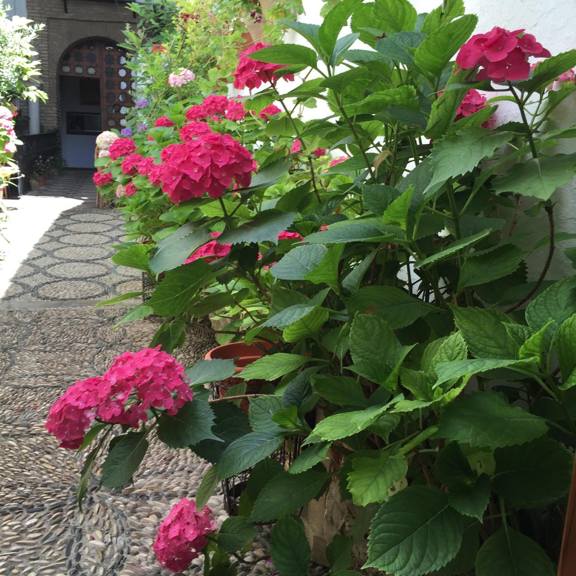 Hotel Patios