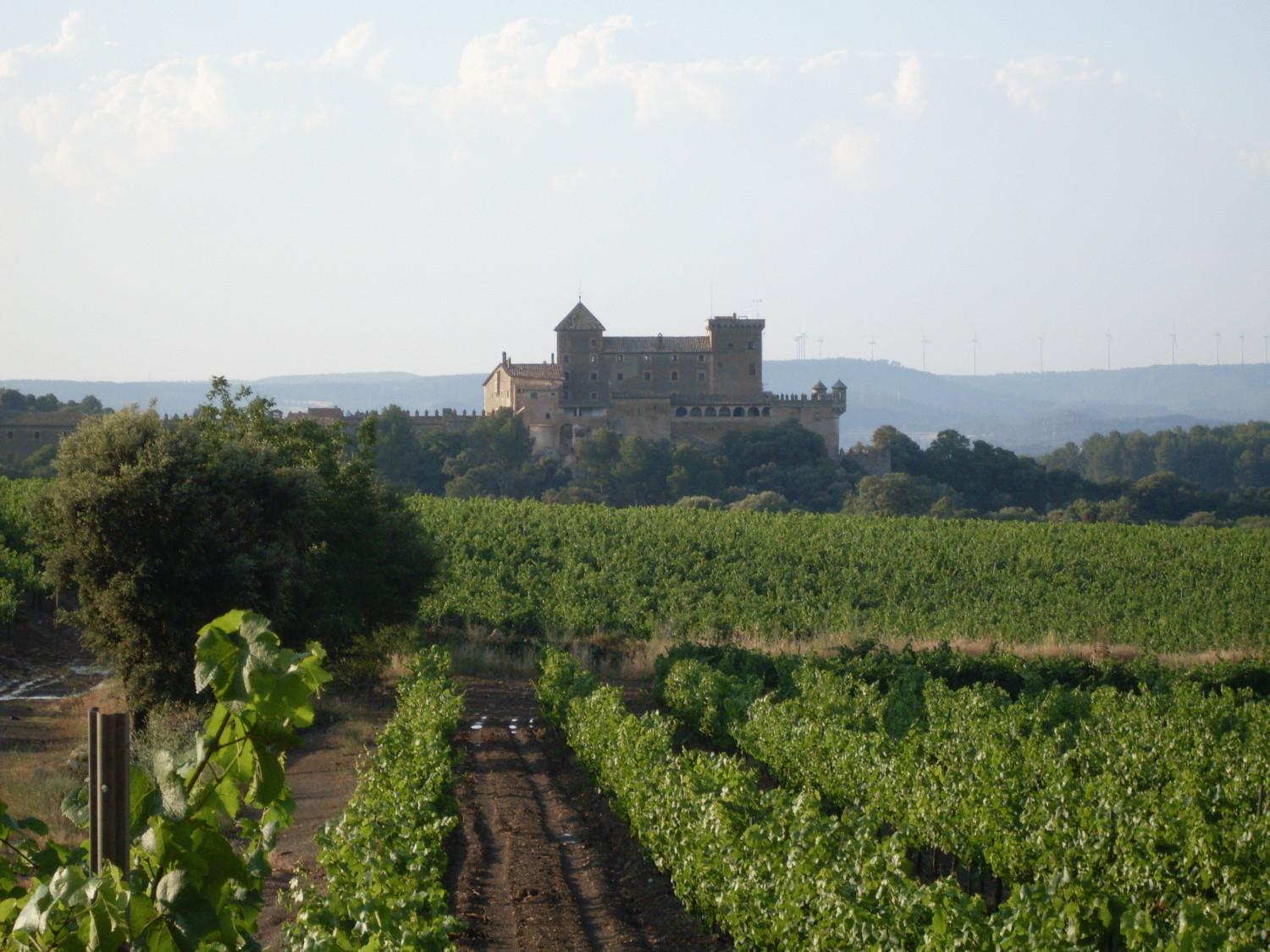 Rural Ocell Francoli