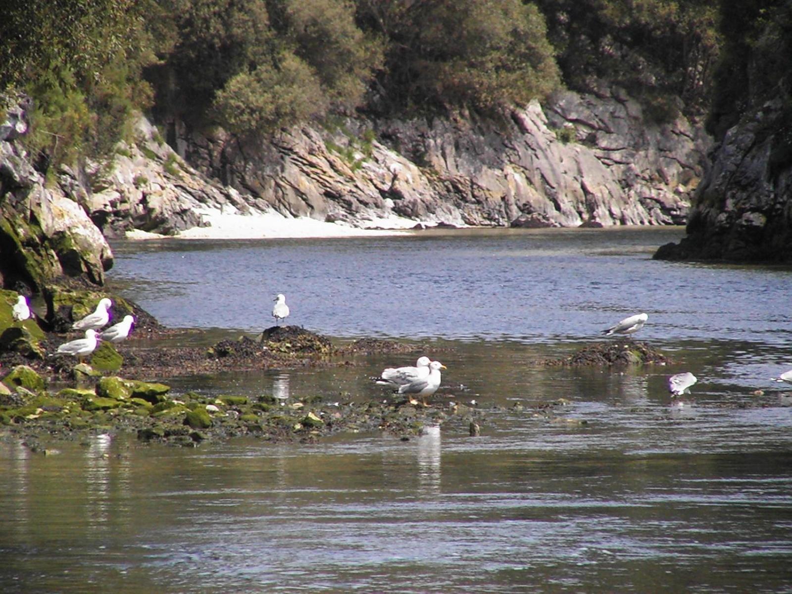 Camping Rio Purón *