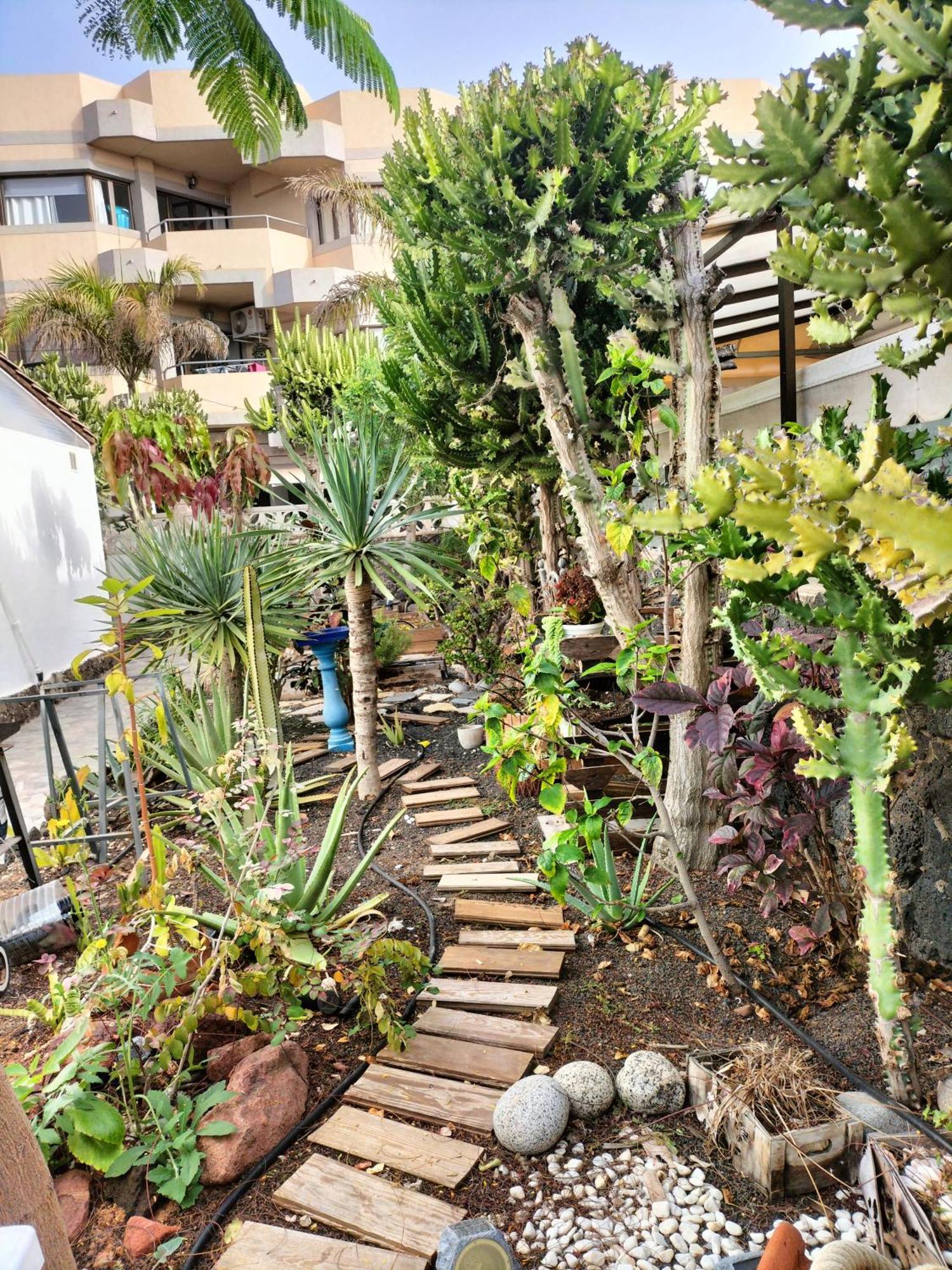 Apartamento Diamar Corralejo