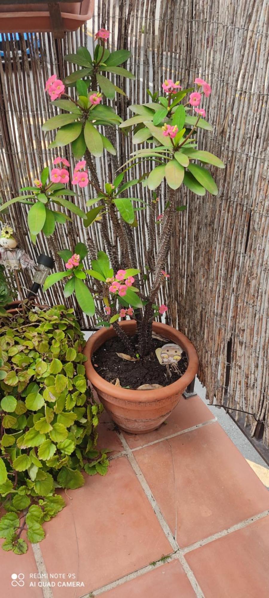 Apartamento Turístico Florhouse *