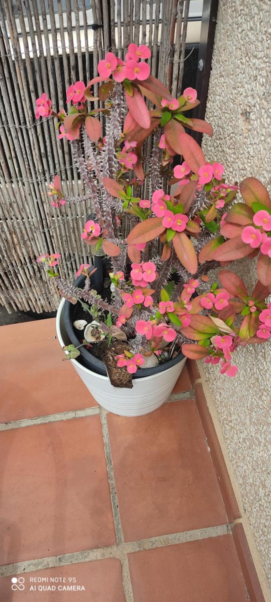 Turístico Florhouse San Luis de Sabinillas