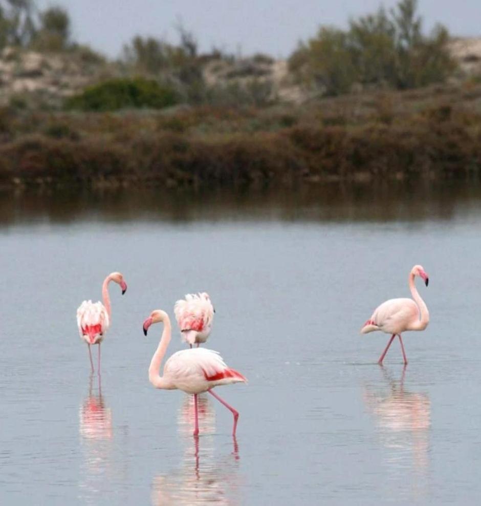 Casa Flamingo, Near The Beach! Apartamento
