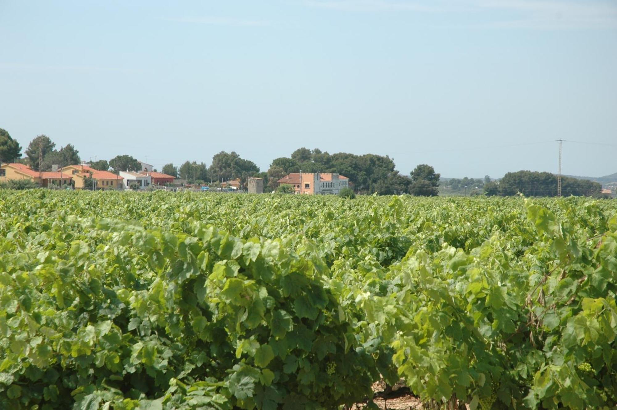 Restaurant El Bosc Banyeres del Penedes
