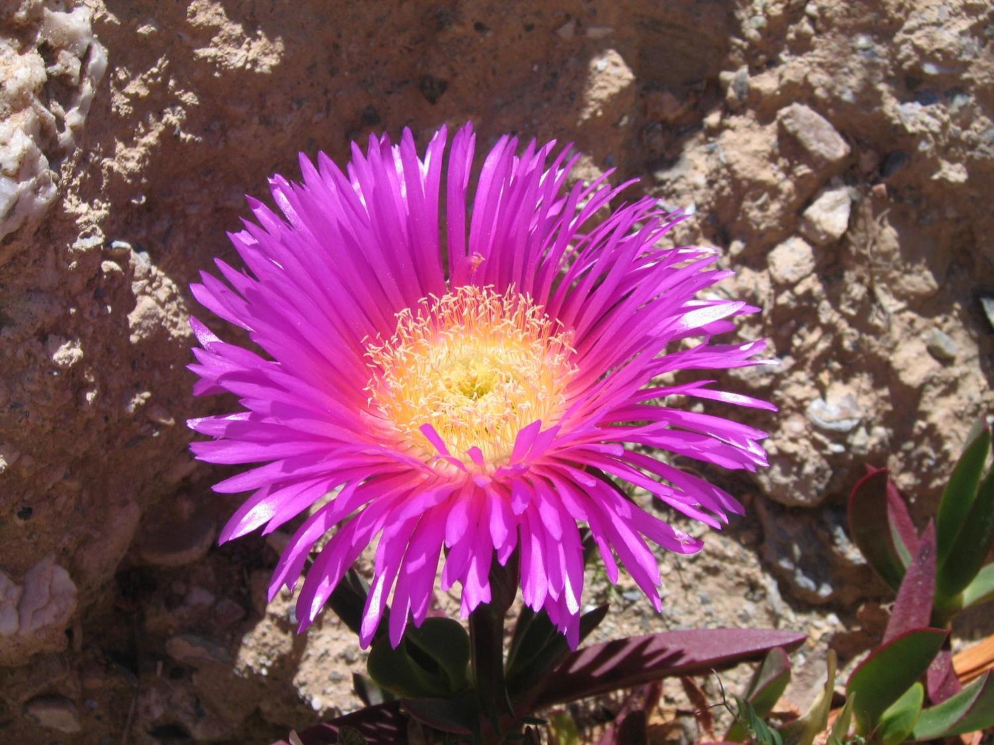 Cortijo La Estrella *