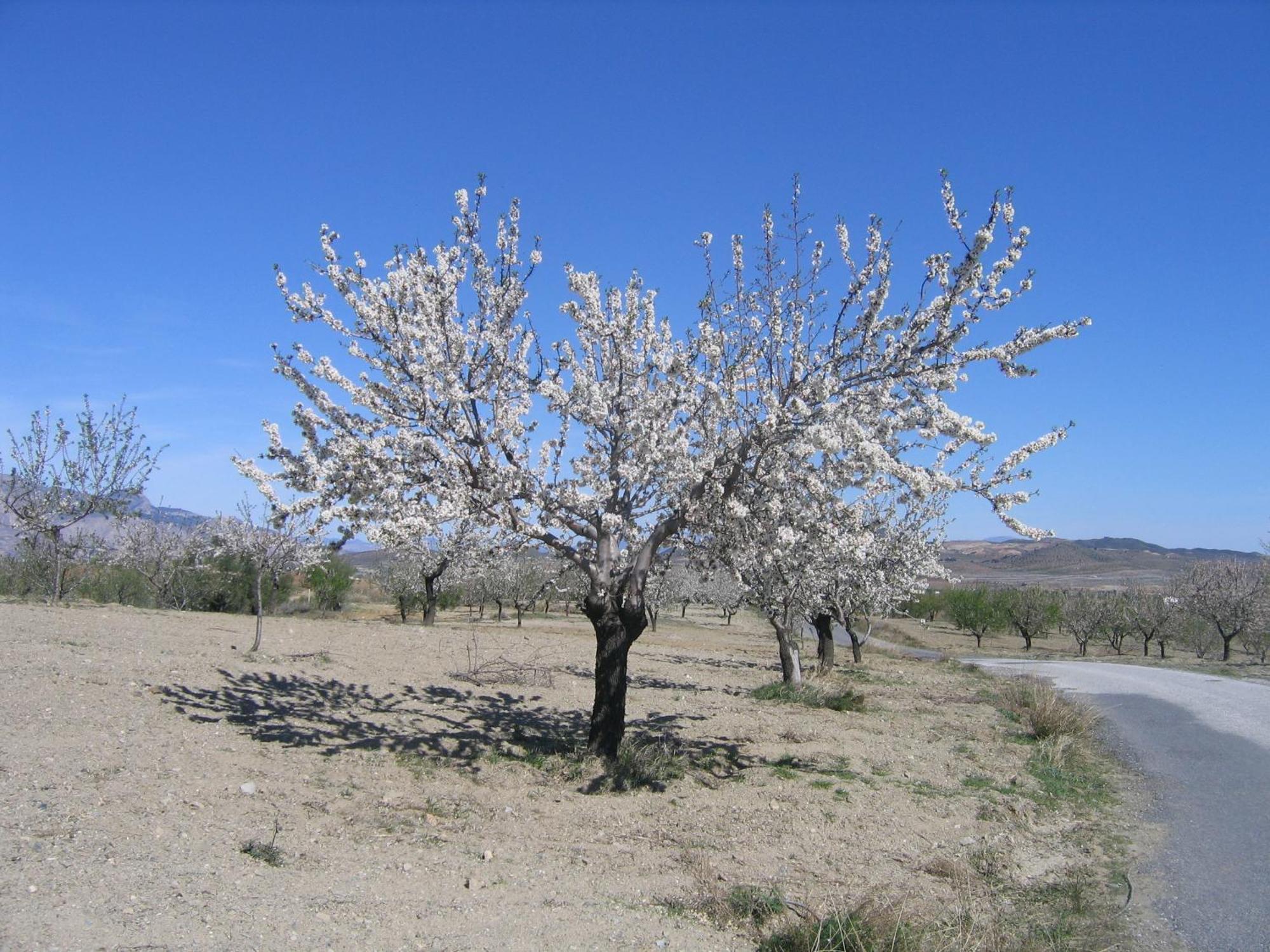 Cortijo La Estrella