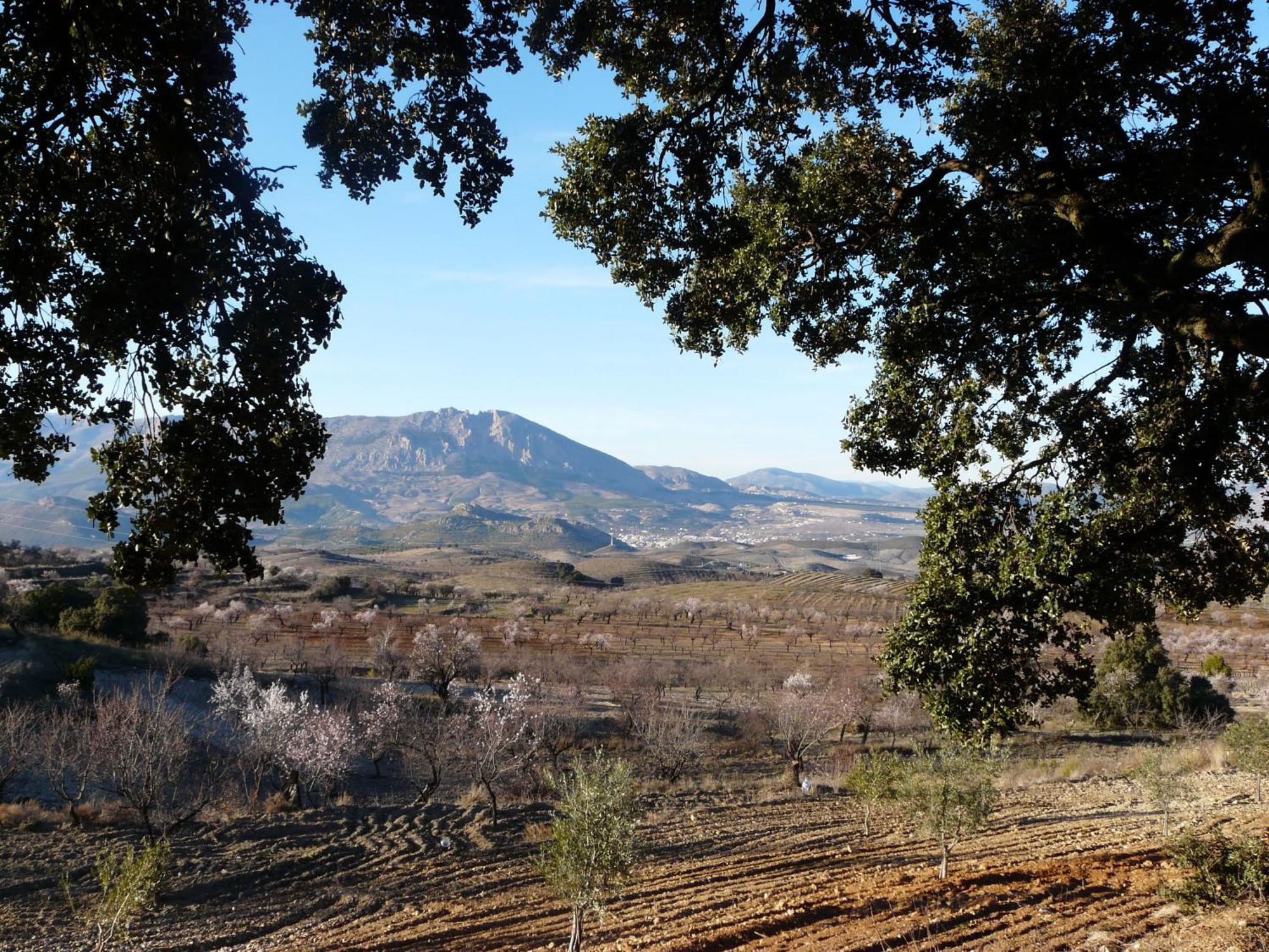 Cortijo La Estrella * Velez Rubio