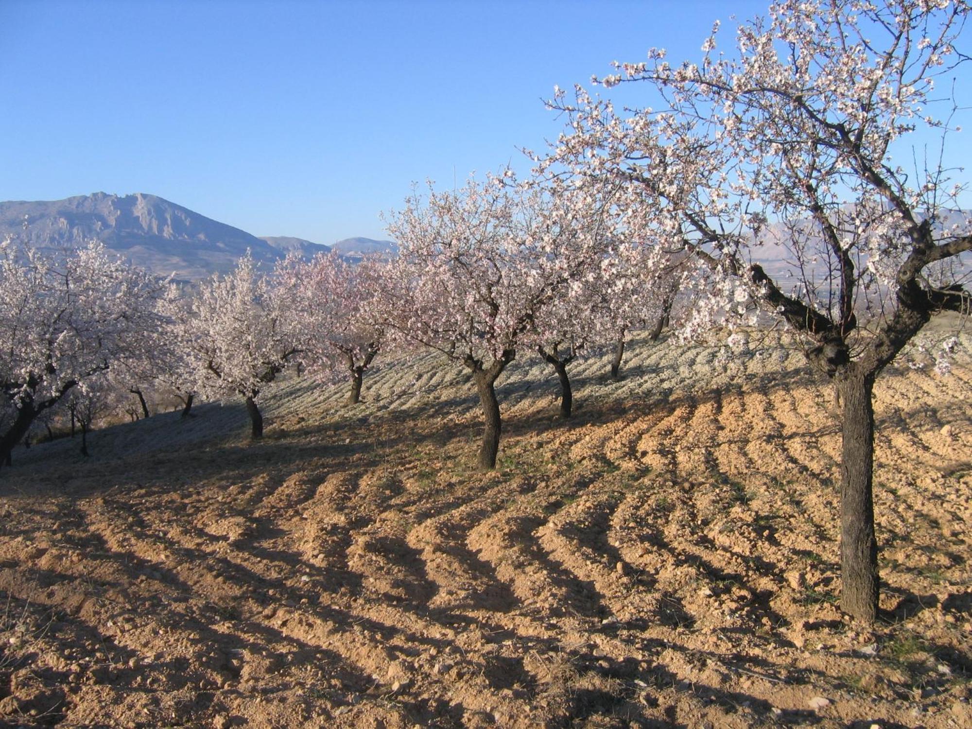 Cortijo La Estrella *