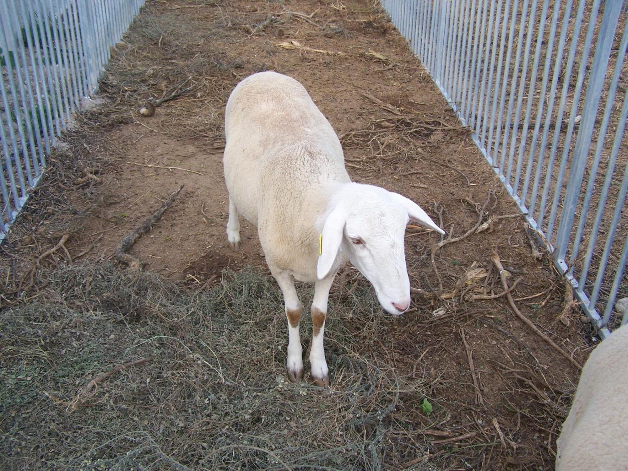Centro De Agroecologia Y Medio Ambiente De Murcia * Bullas