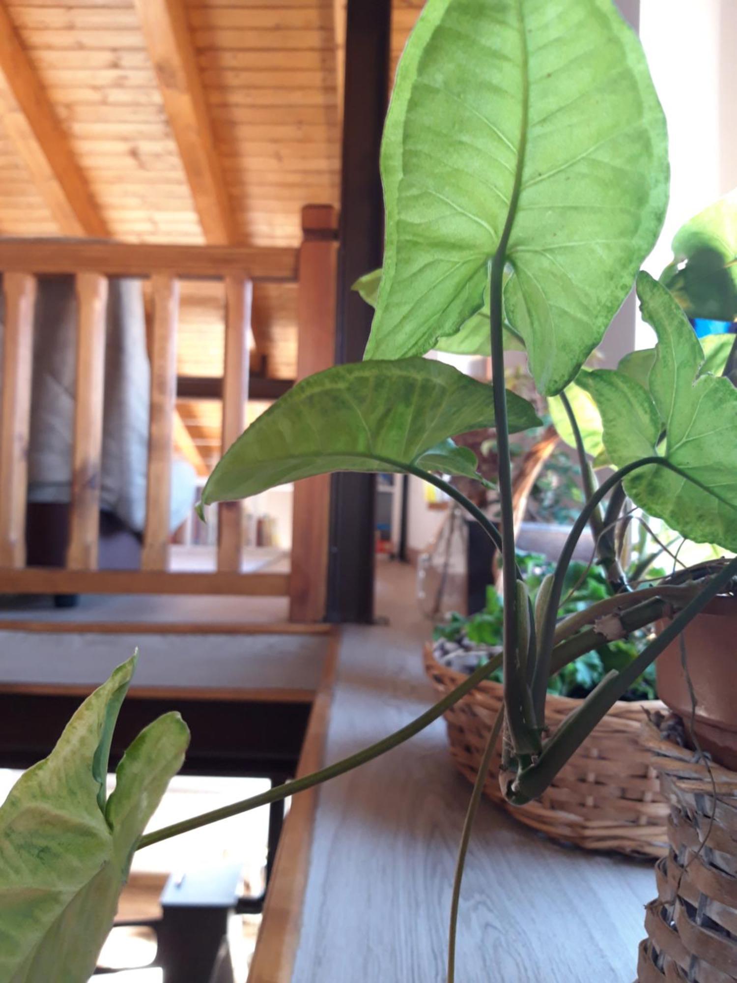 Arroyos Country house