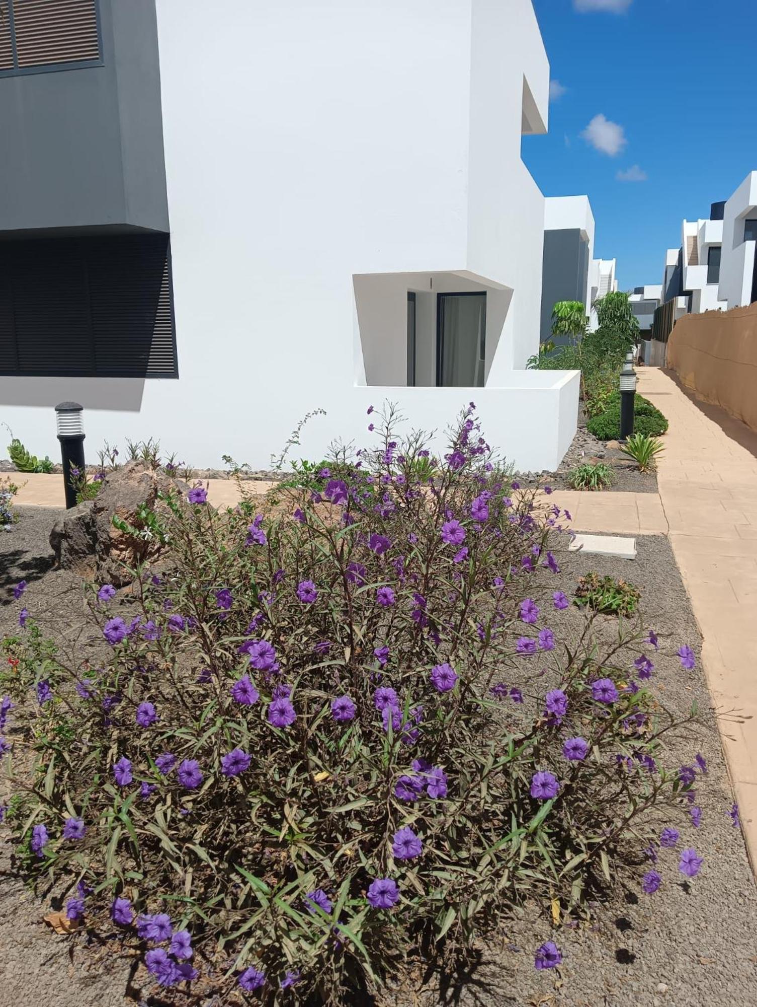 Aulaga * Villaverde (Fuerteventura)